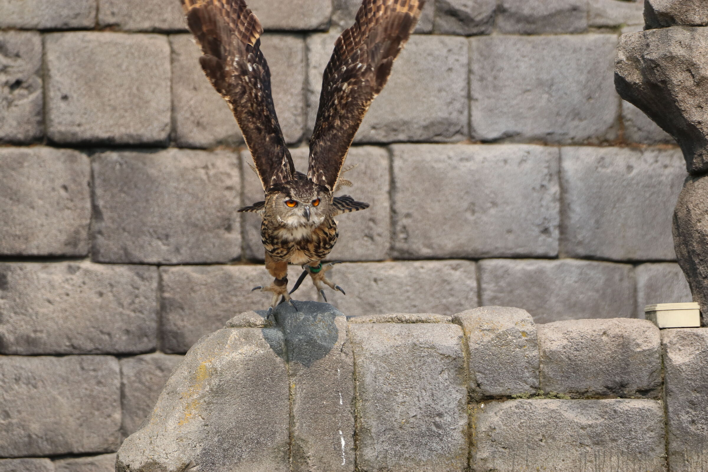Owl in flight
