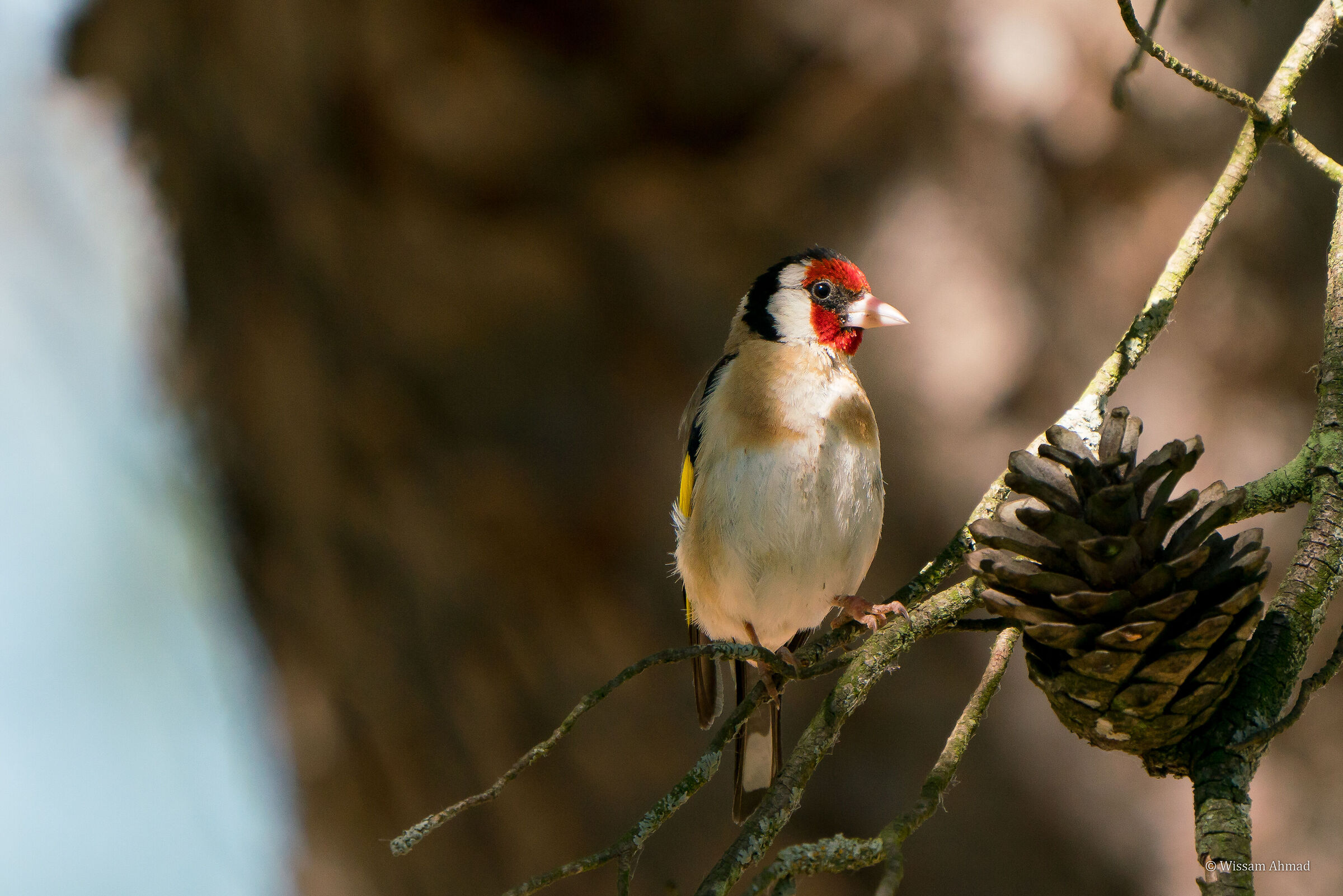 Cardellino