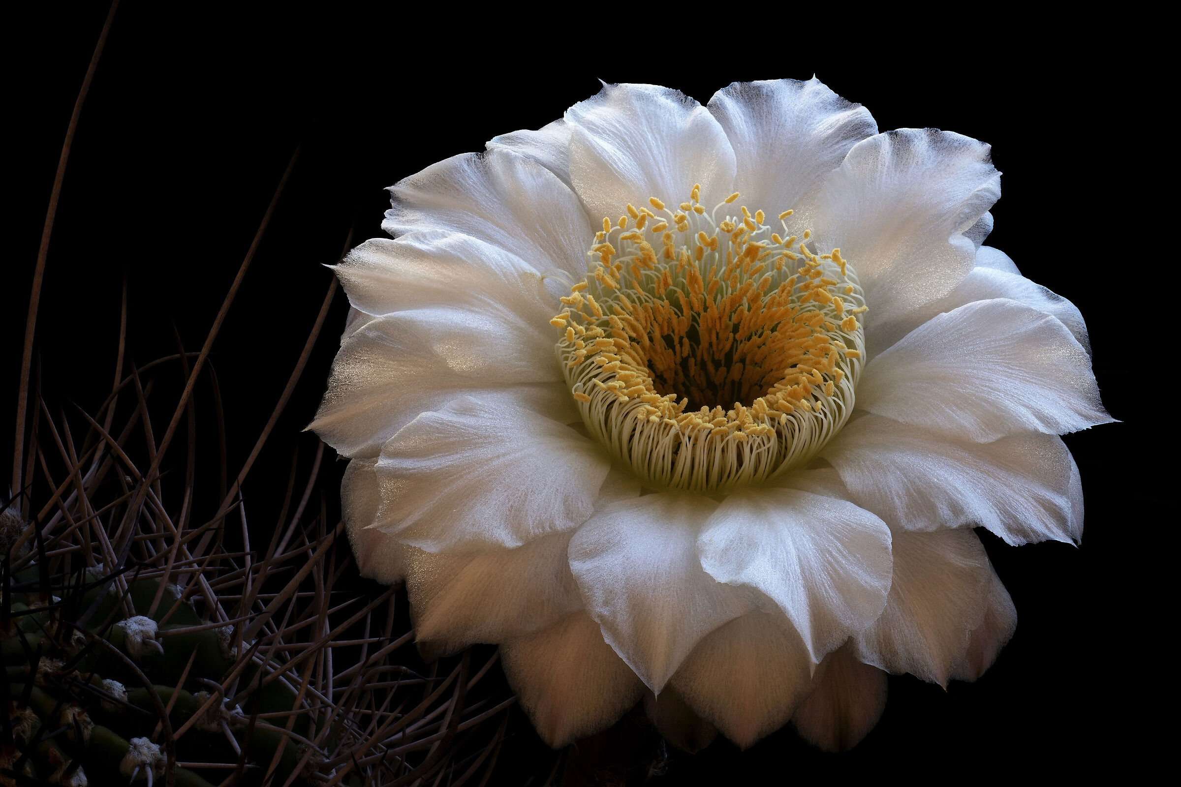 Echinopsis melanopotamica