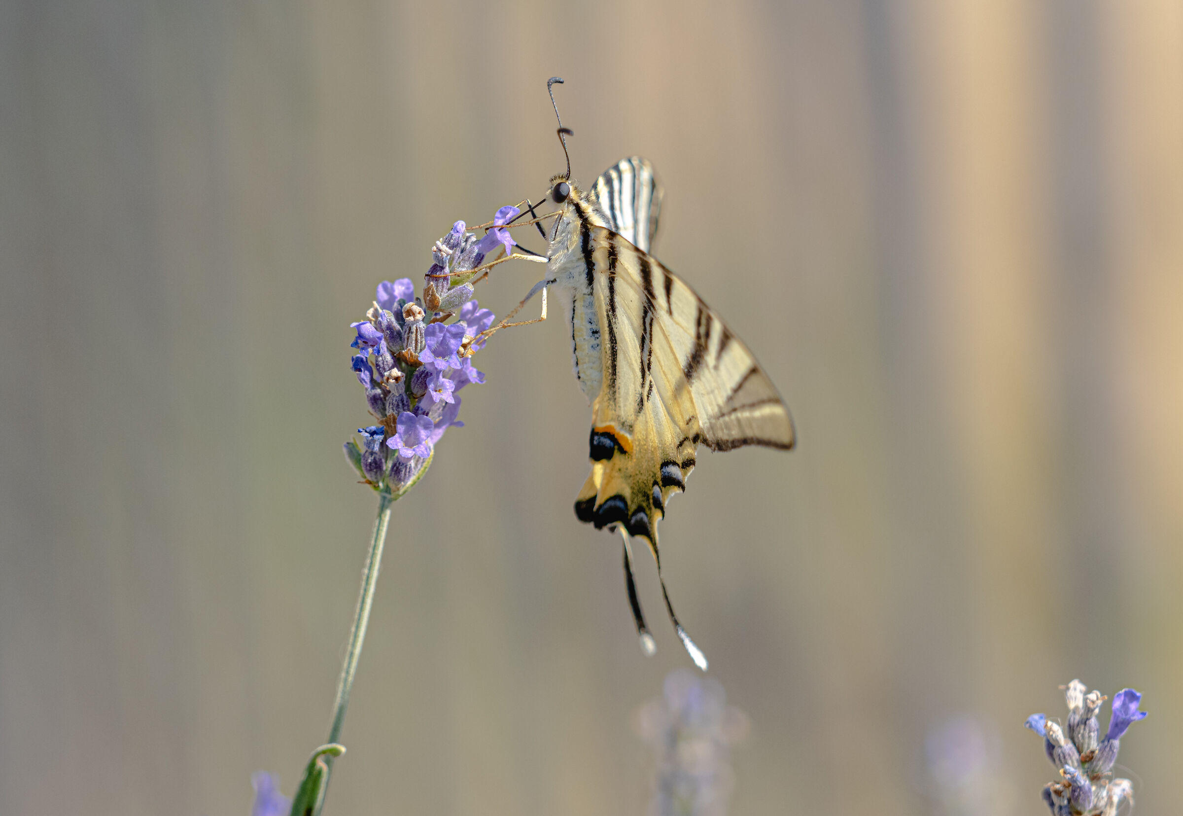 Podalirio su lavanda