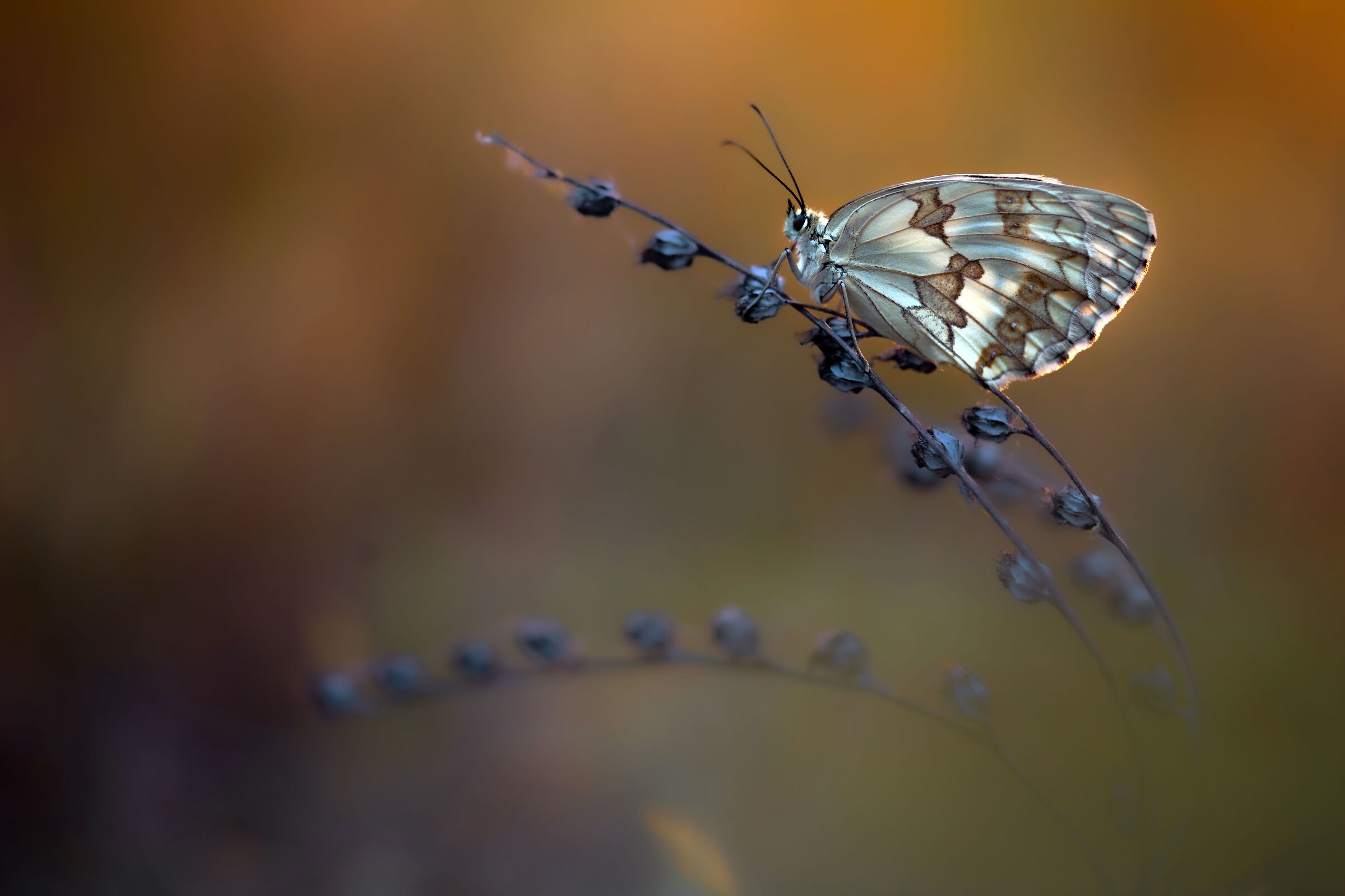 Melanargia