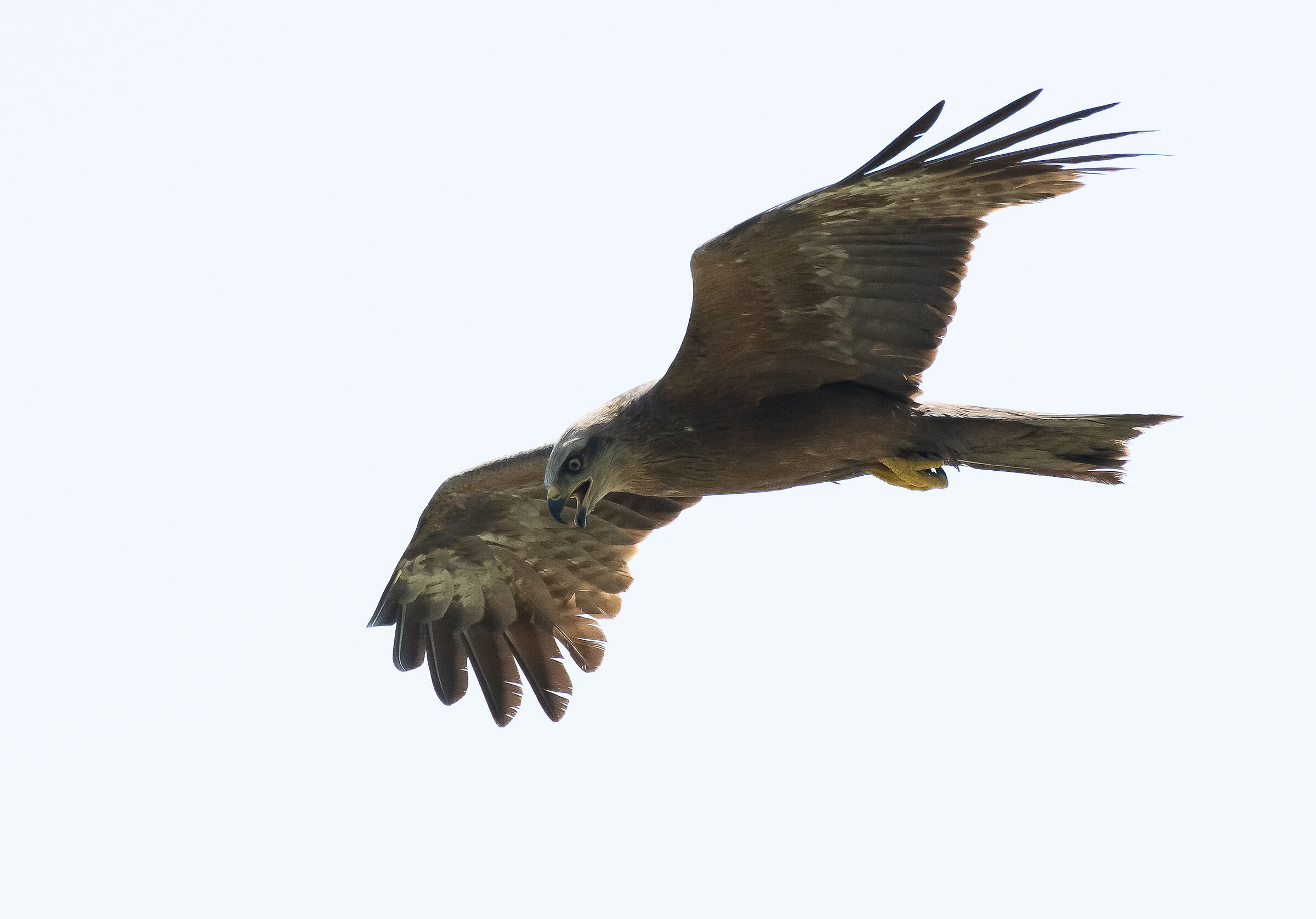 red kite