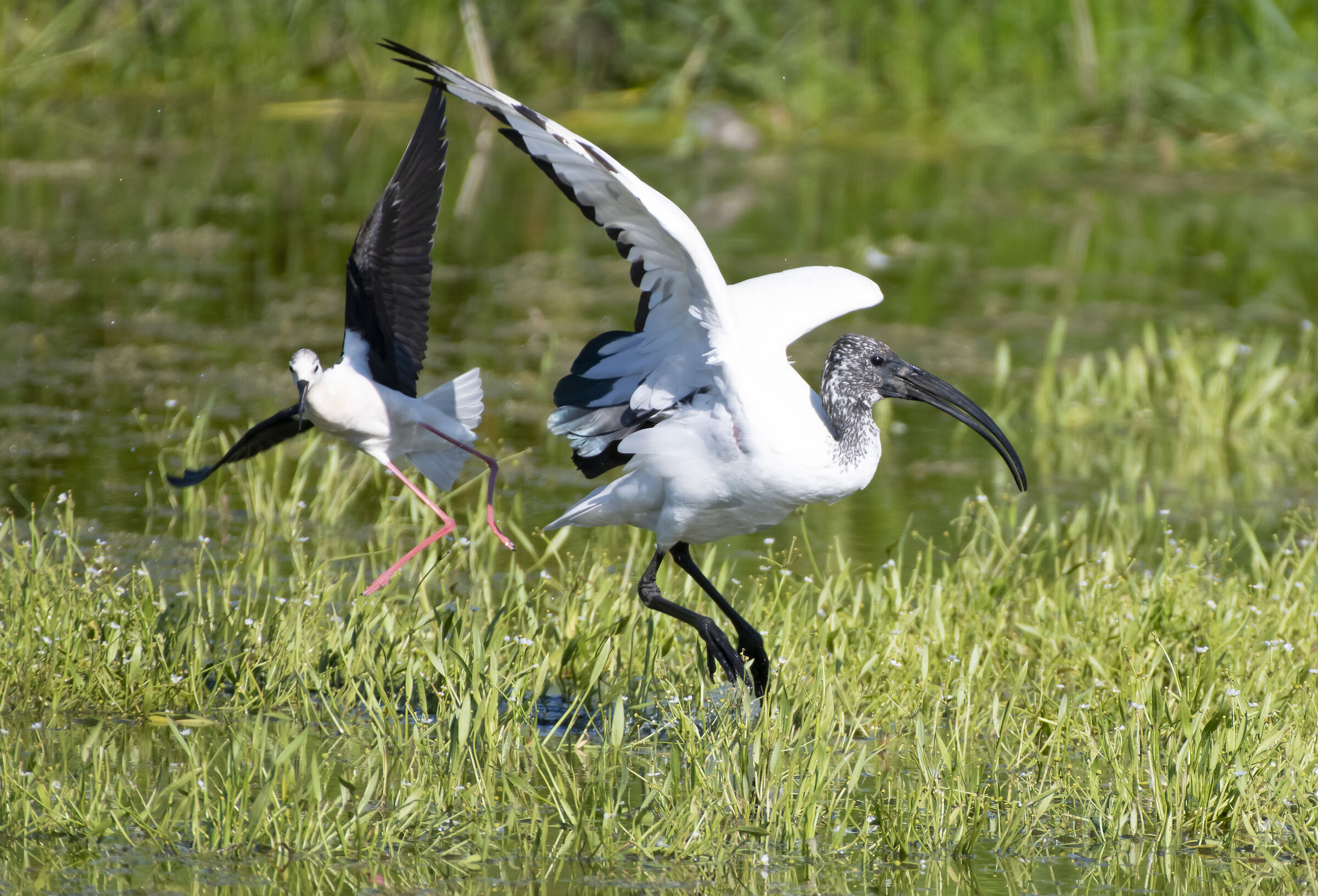 Cavalieri d'Italia versus ibis sacro