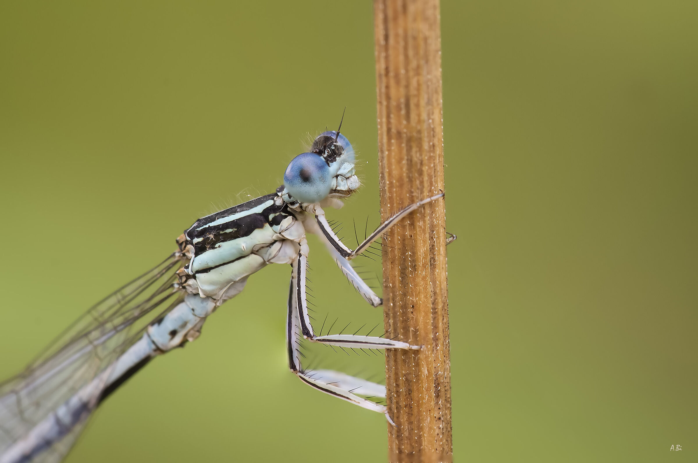 Occhio che ti osservo