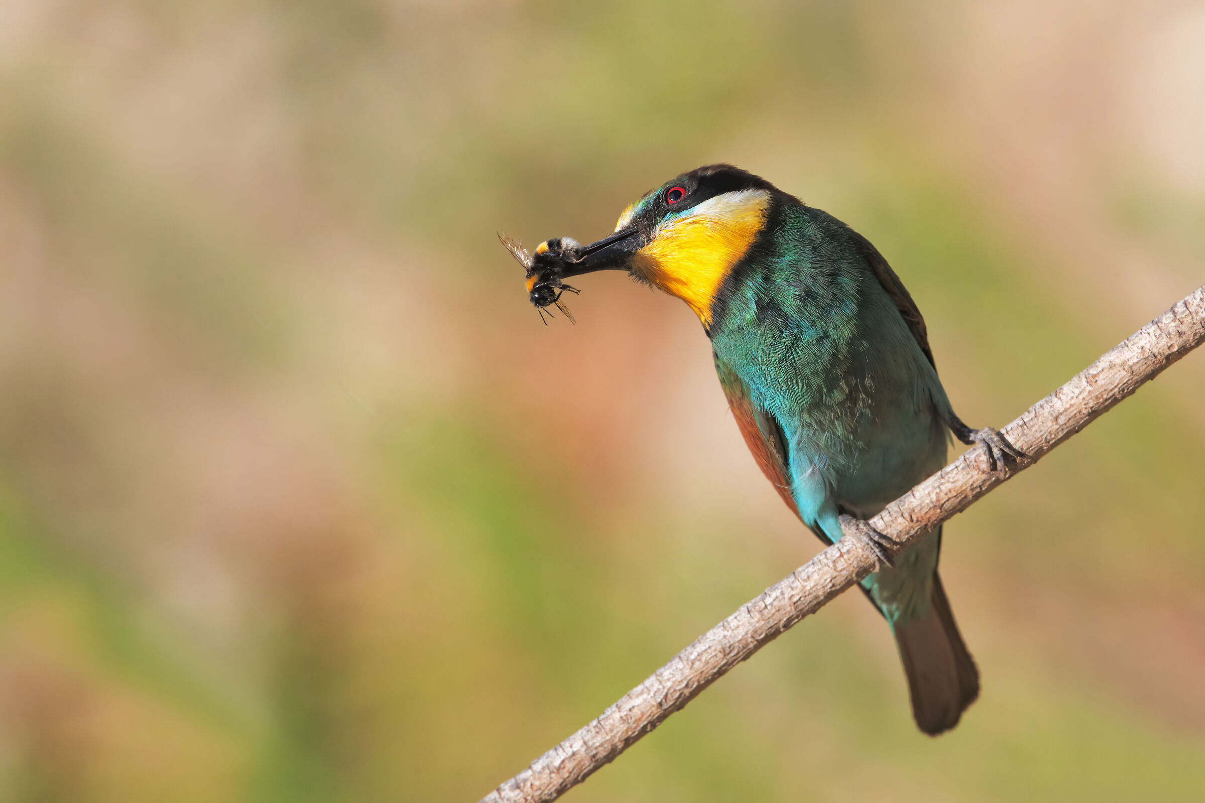 bee-eater