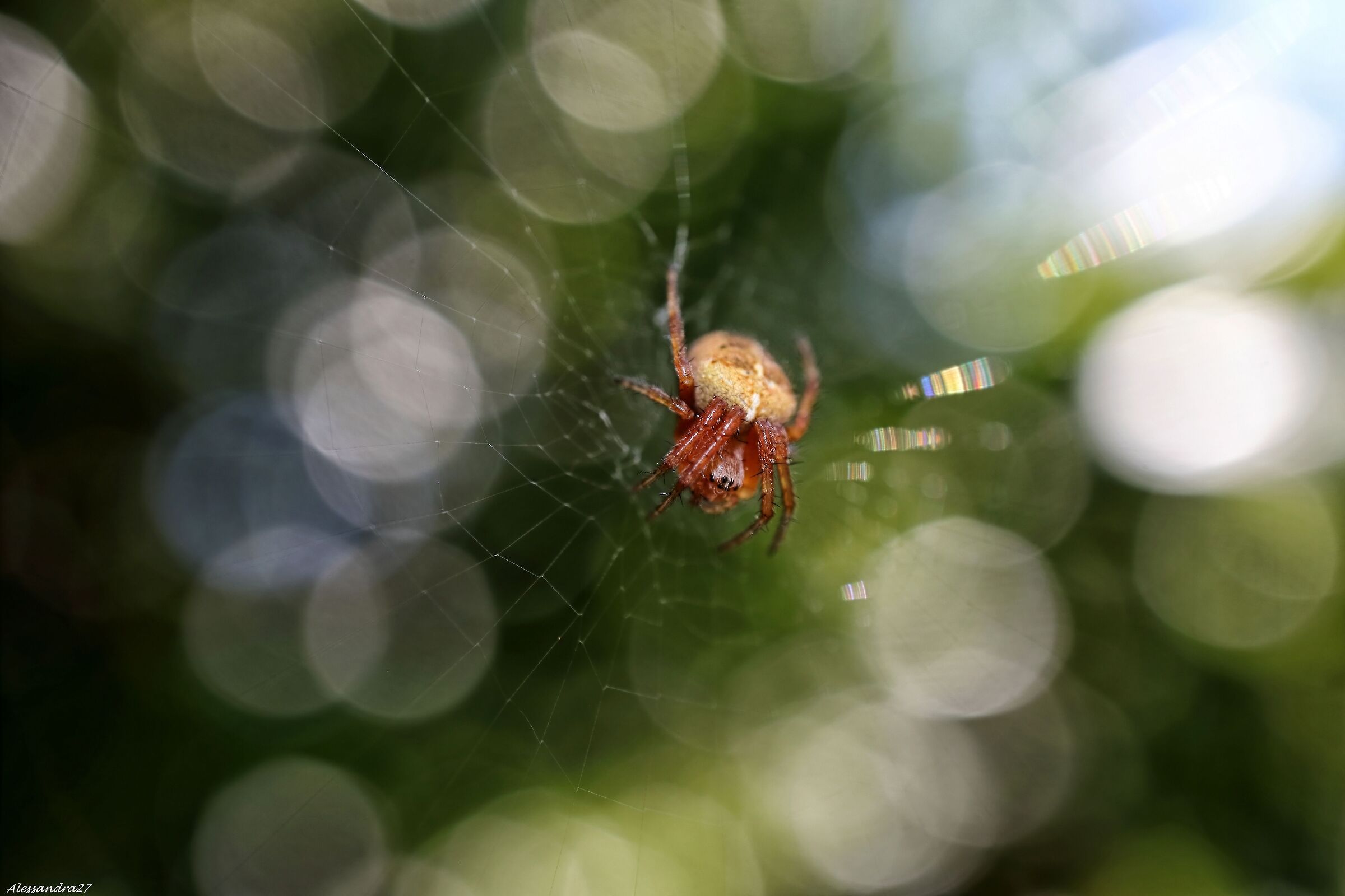 ... un trapezista pericoloso ....