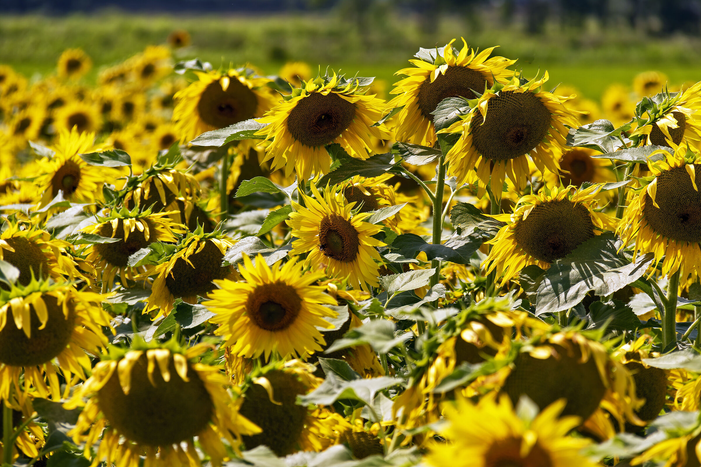 Ce l'avranno il Green pass?