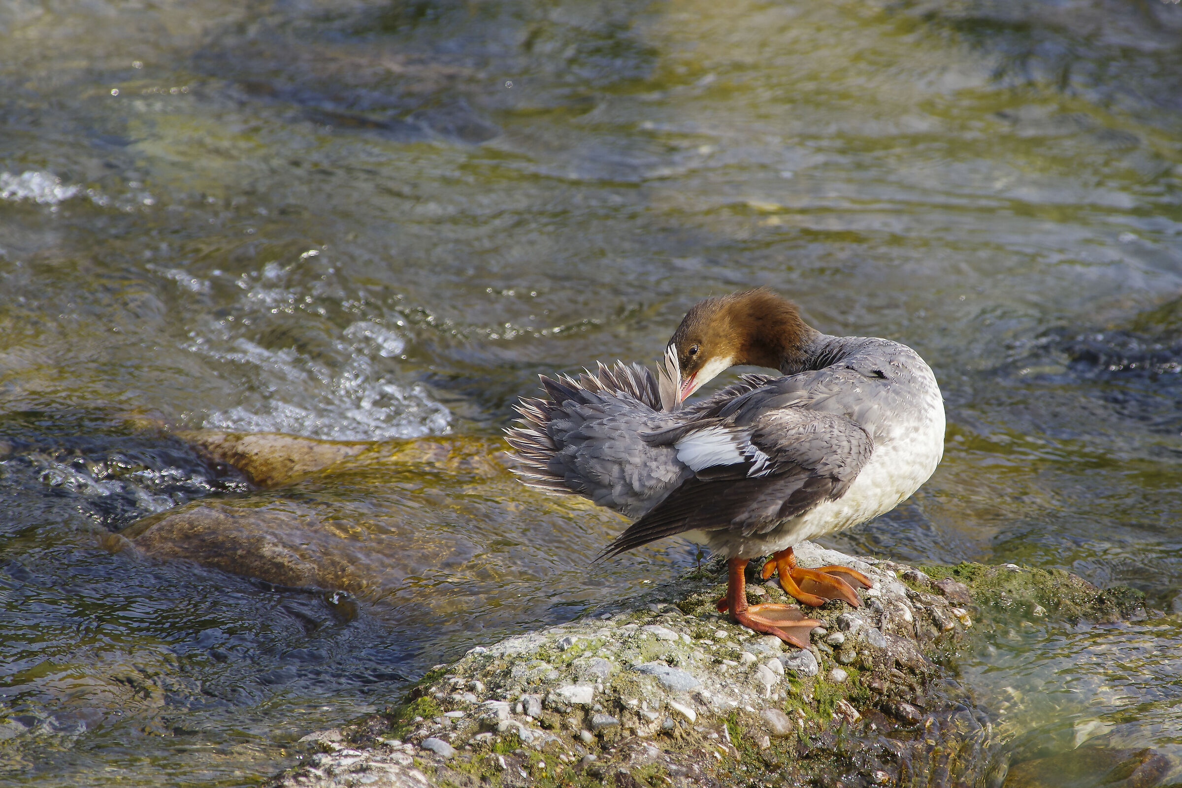 Greater mergangansing