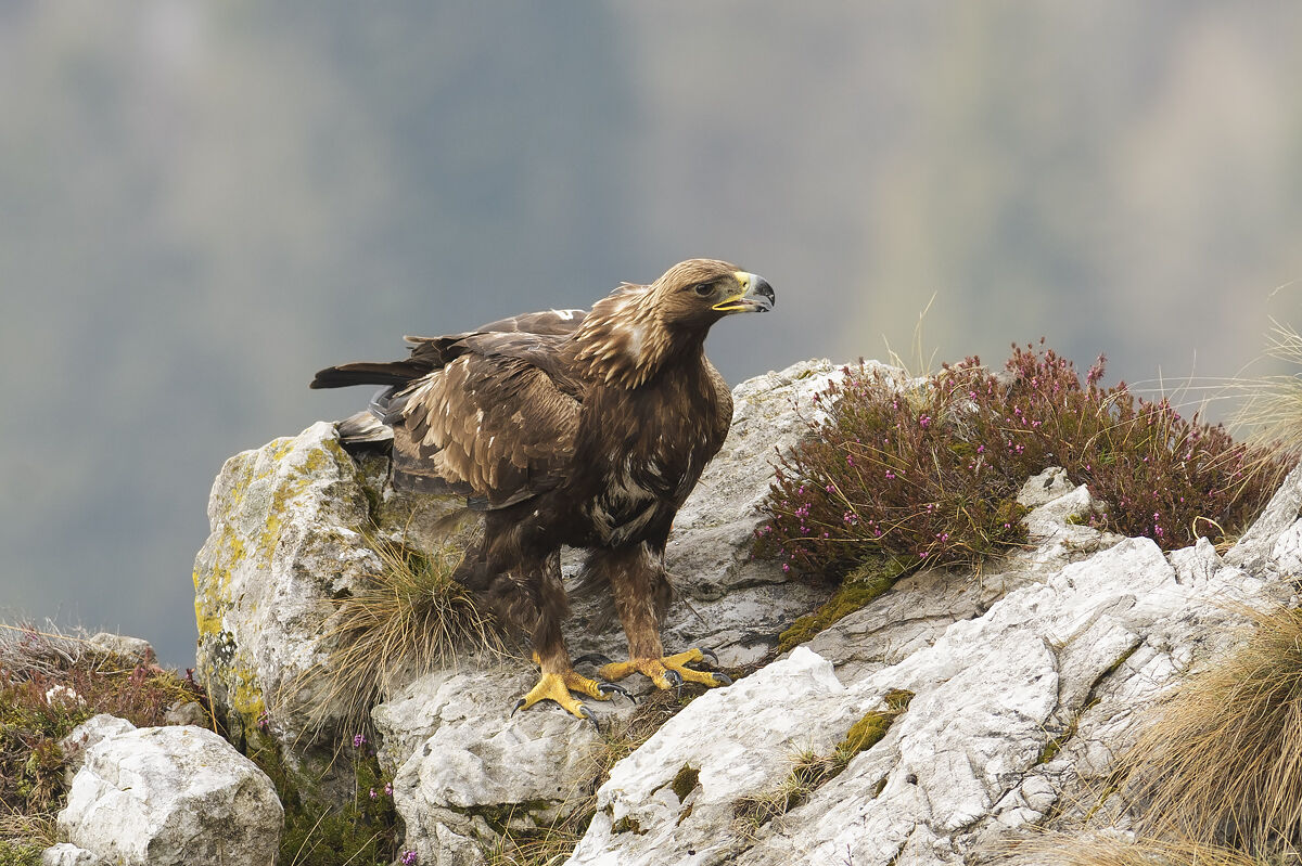 golden eagle