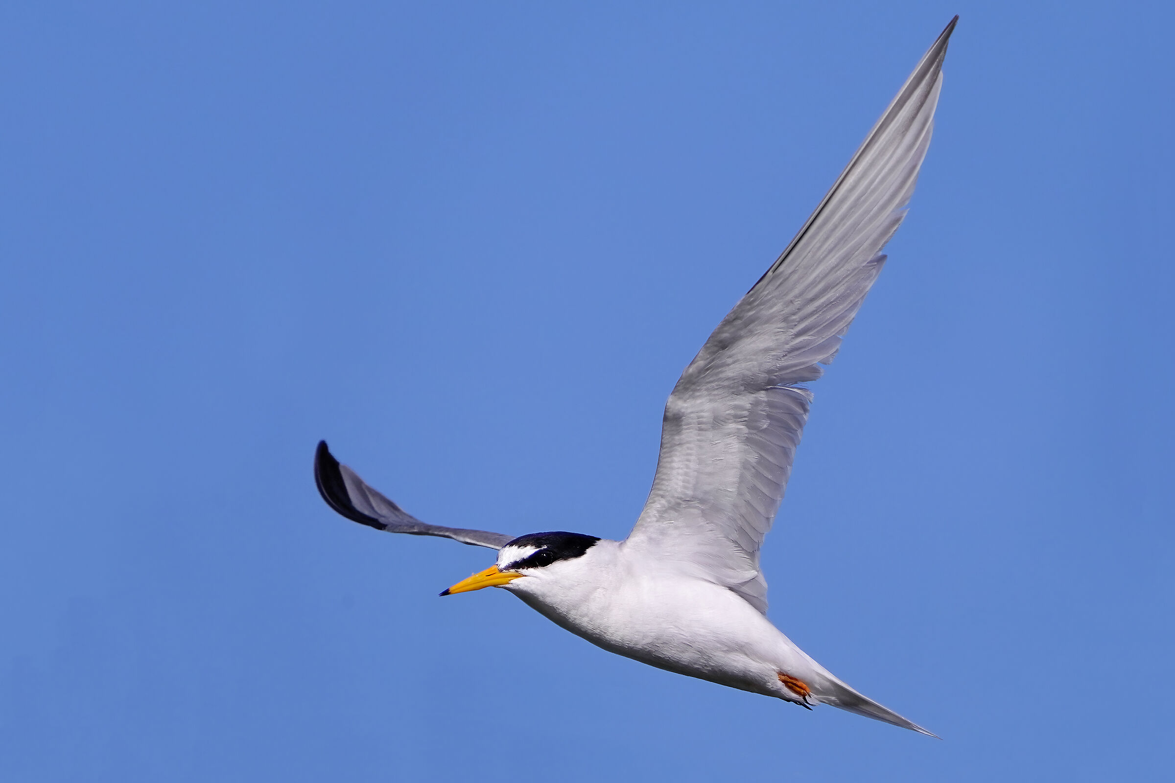 Uno scatto per fotografi raffinati - Fraticello in volo