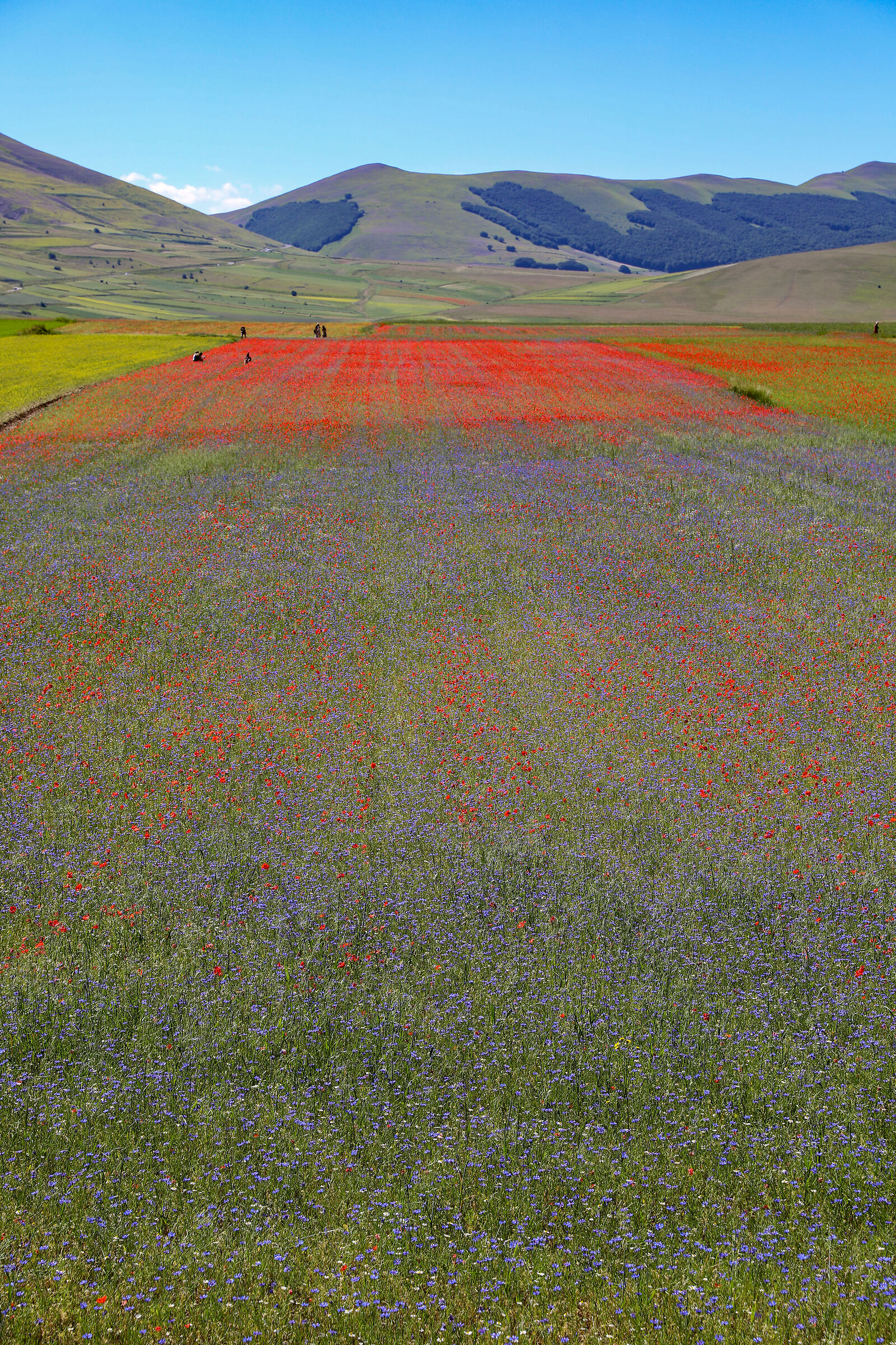 The expanse of colors