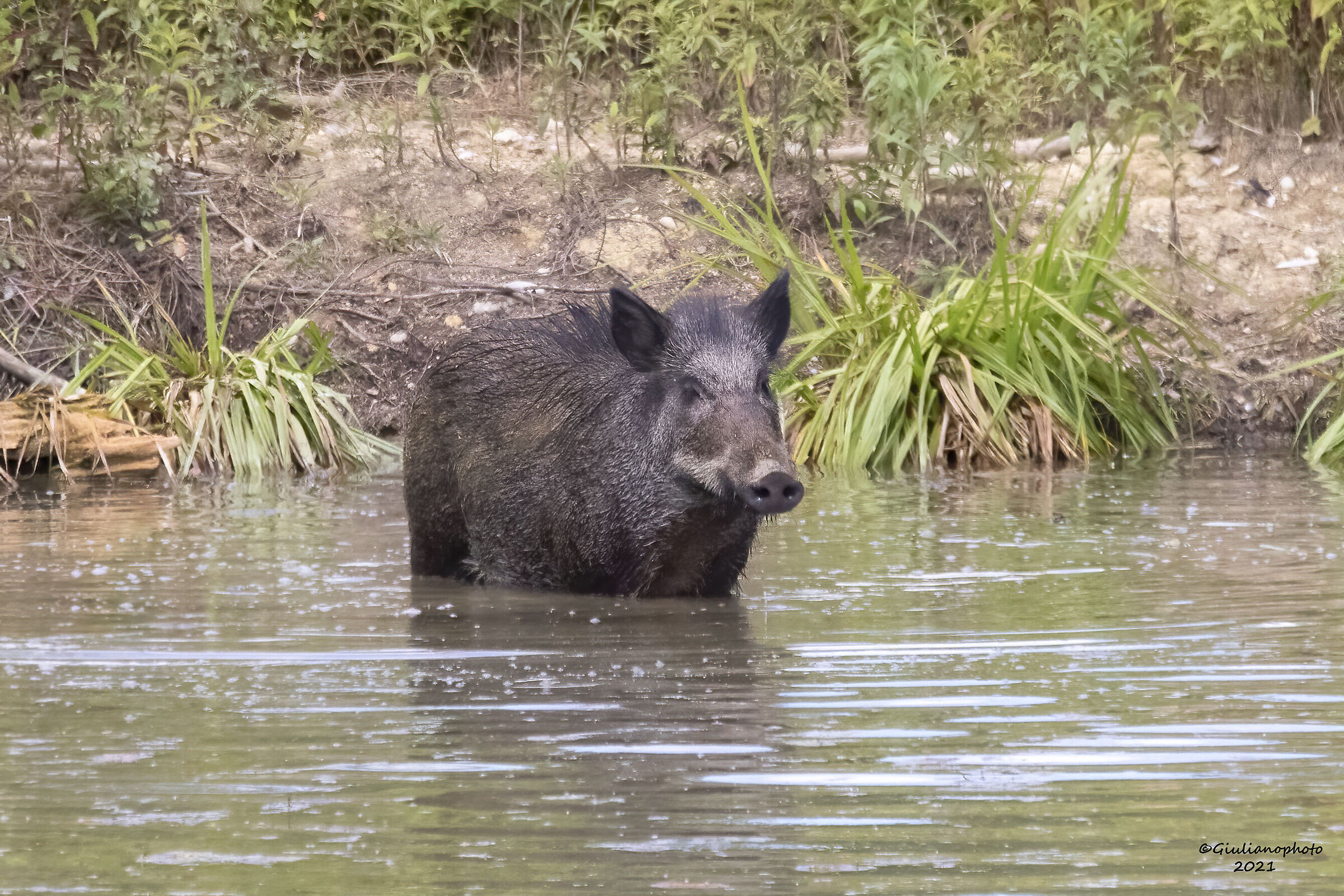 Female Chinghiale