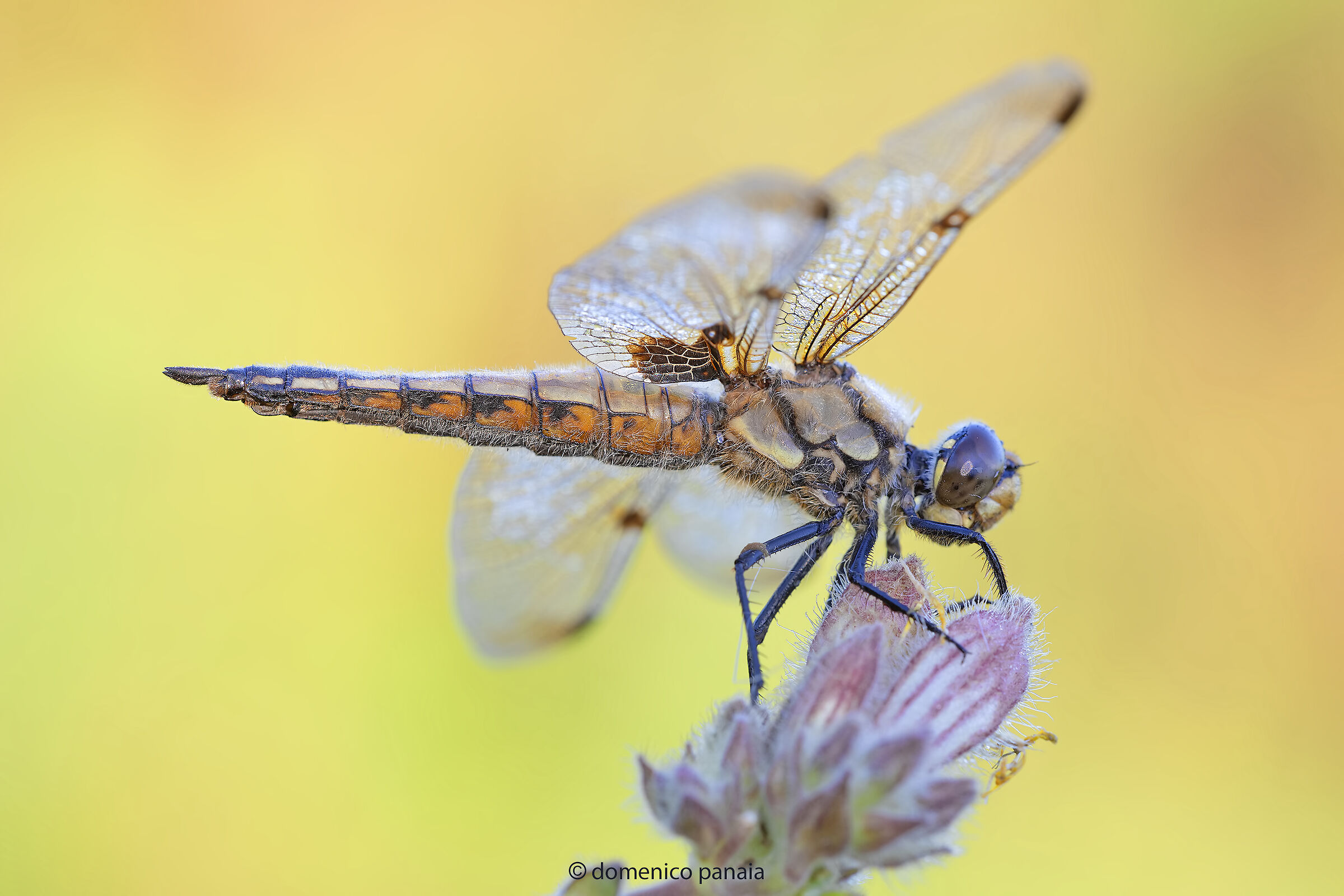 dragonfly quadrimaculata