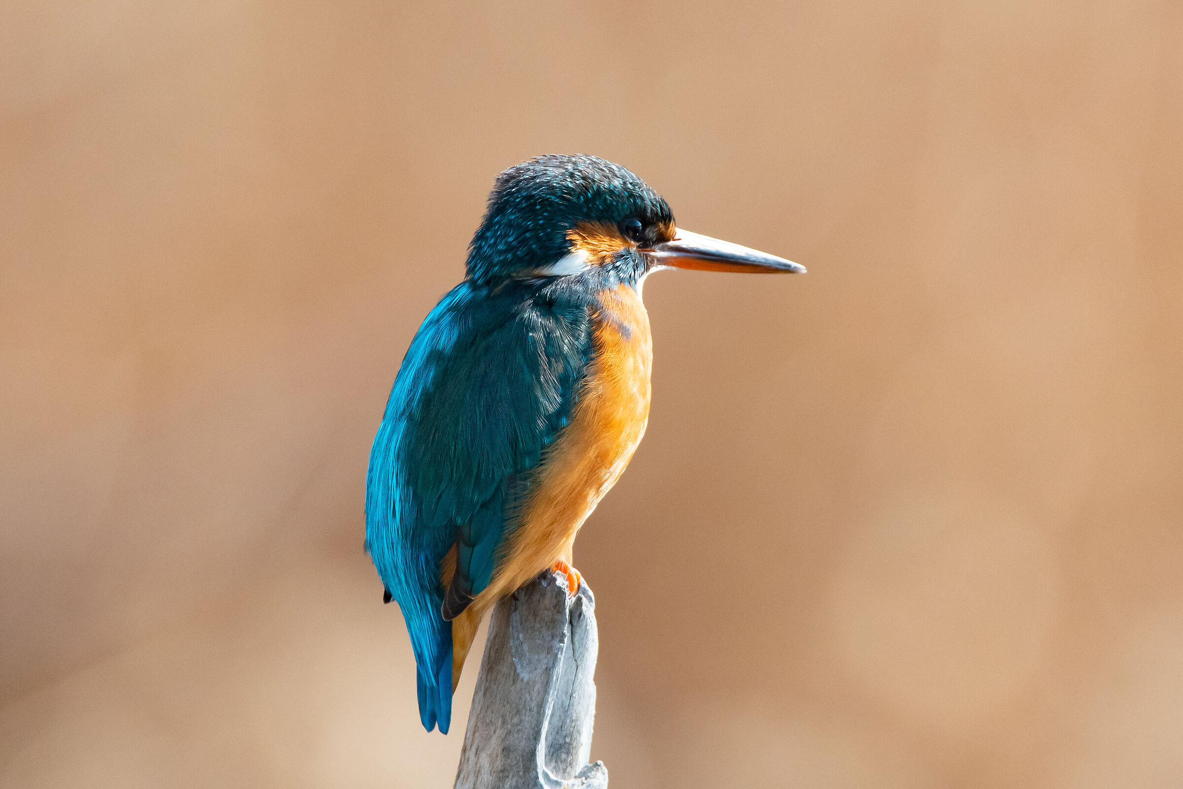kingfisher