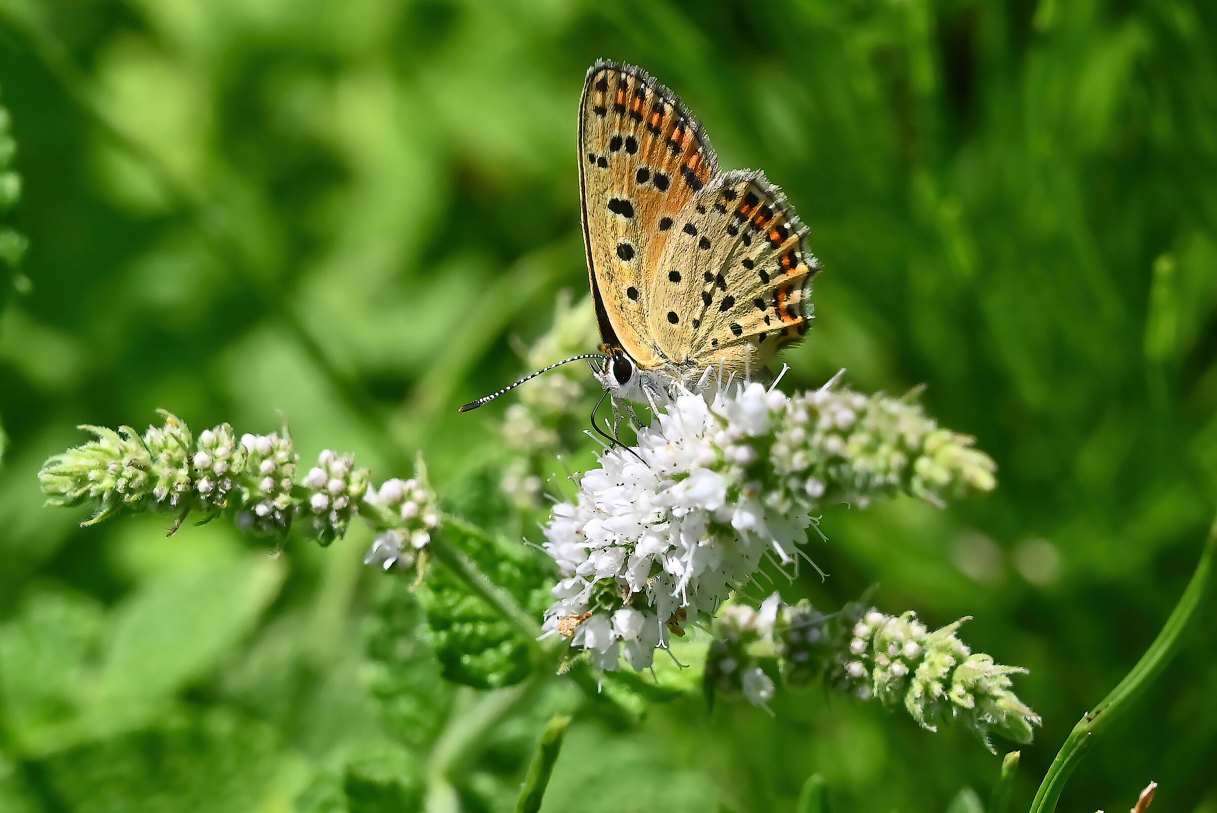 Lycaena Tytirus