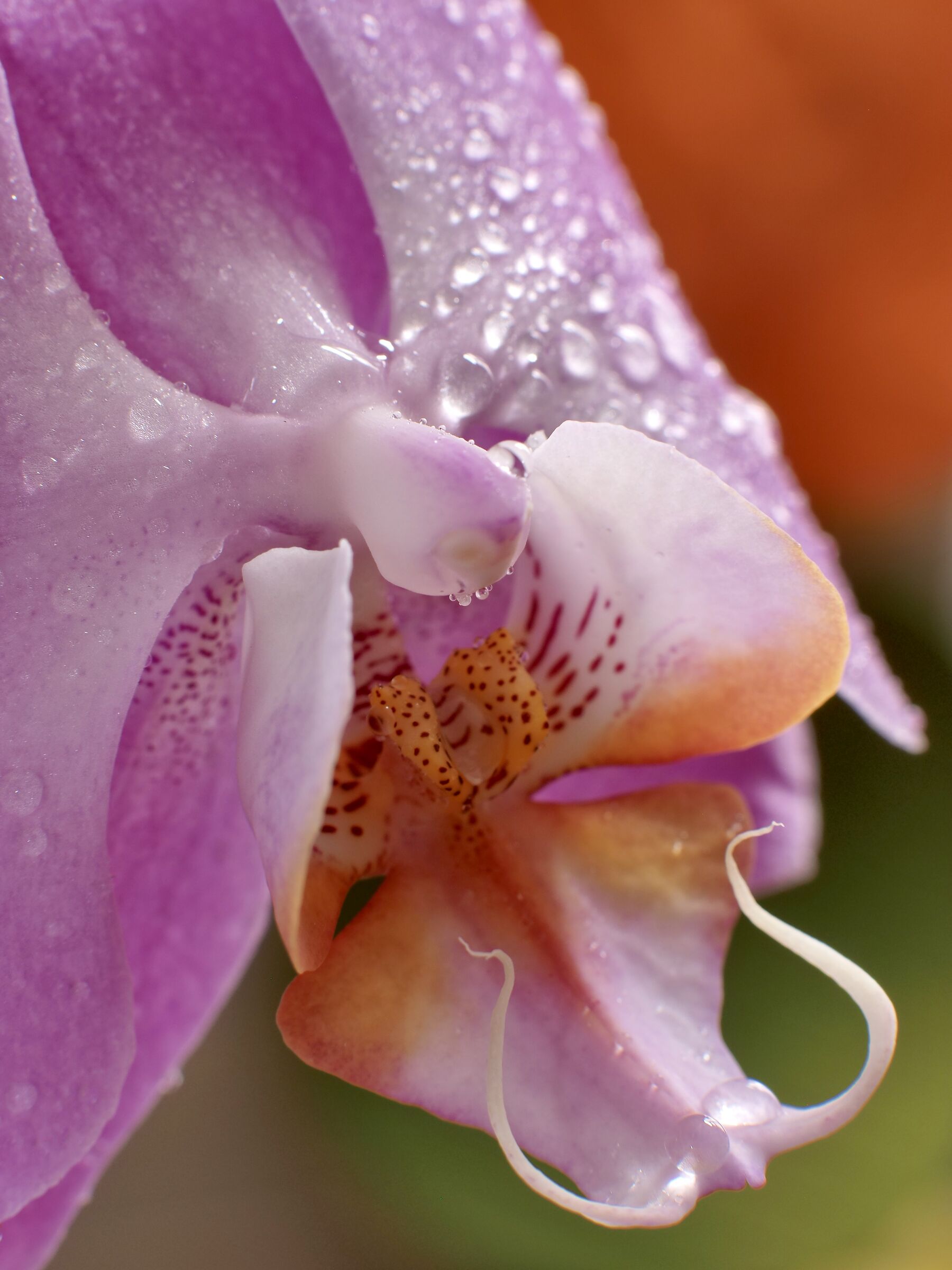 Orchidea_1