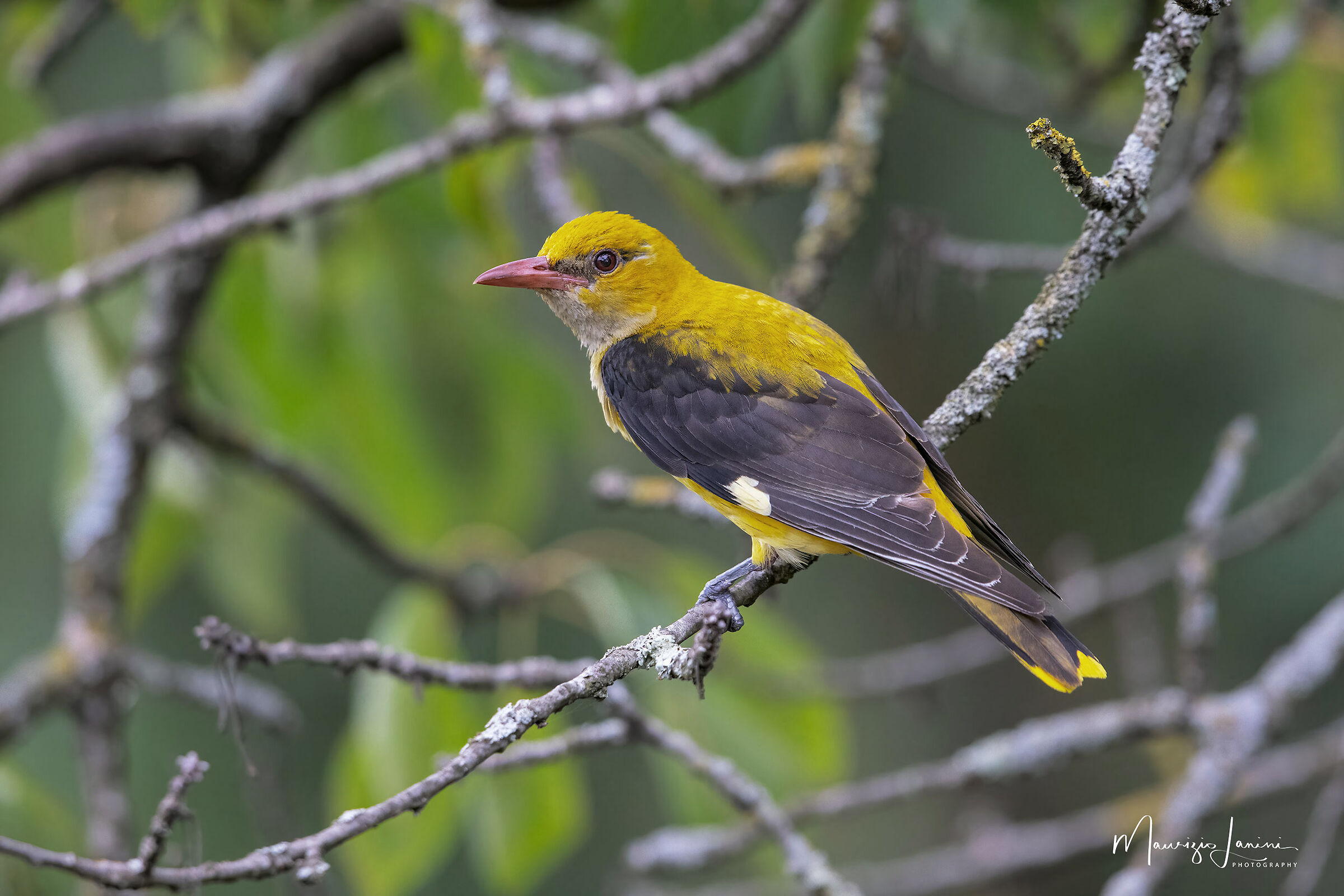 Finalmente ci sono riuscito!!!