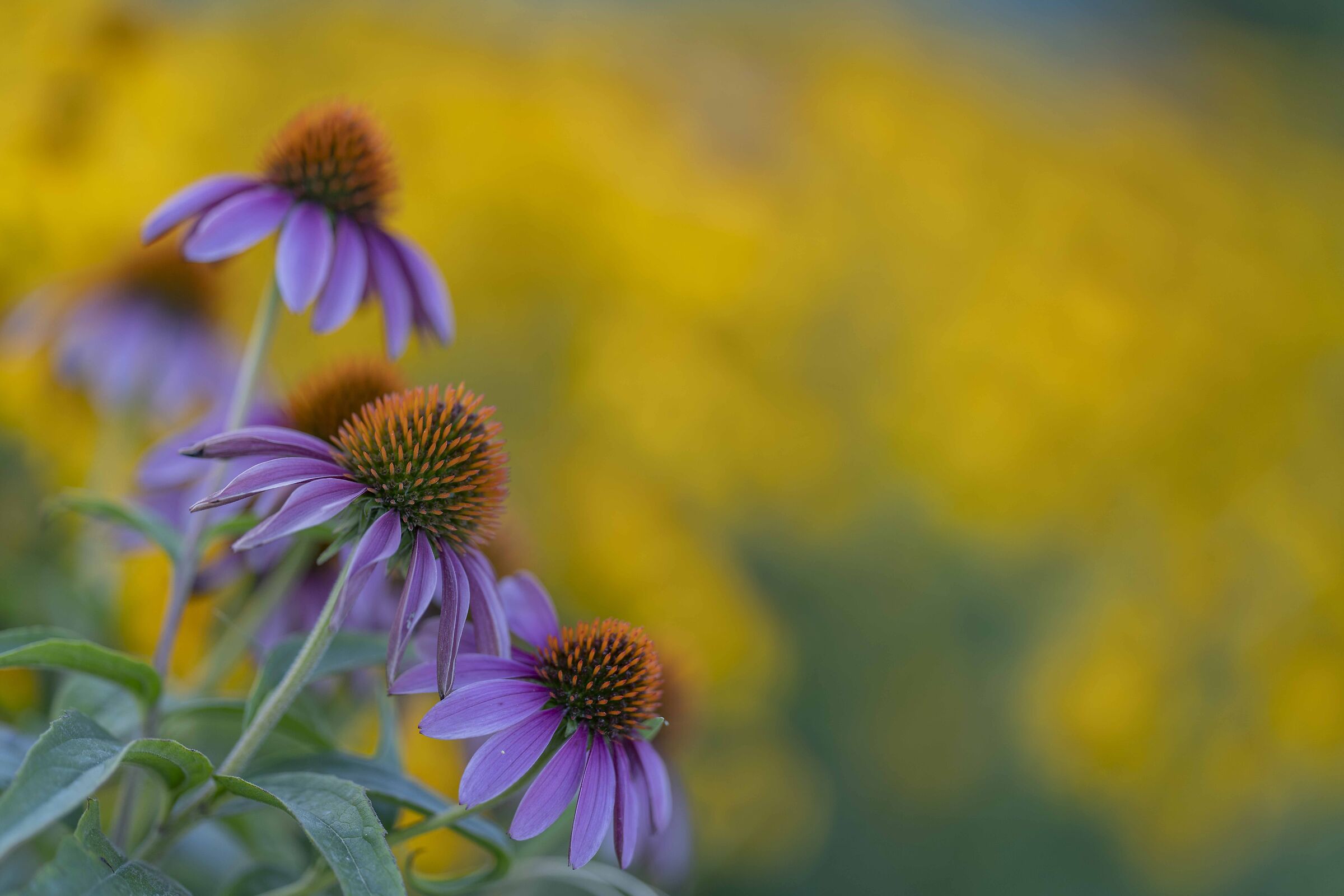 Echinacea