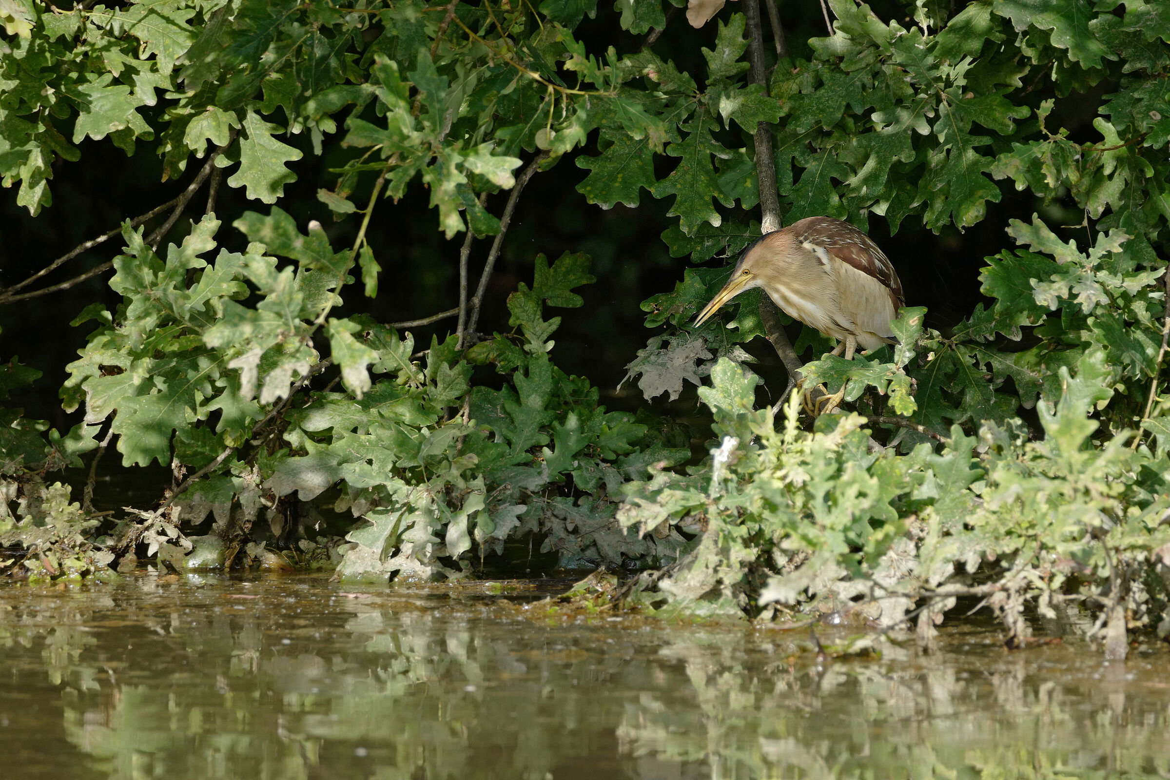 tarabusina in penombra