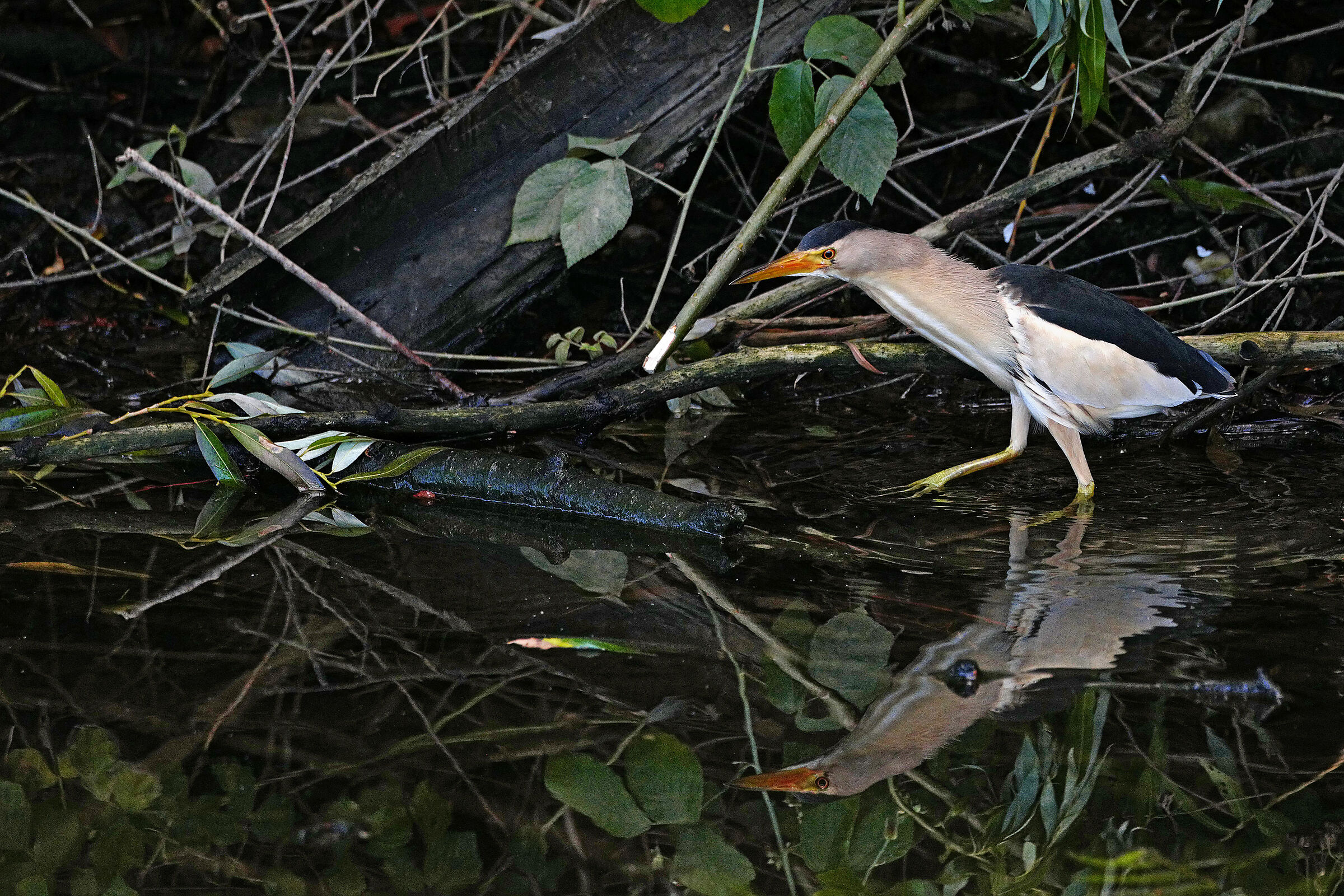 tarabusino a specchio