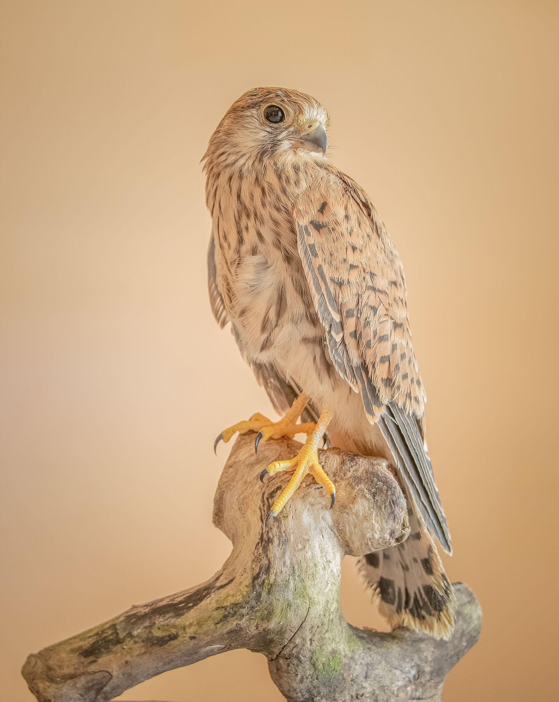 kestrel