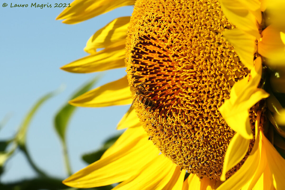 A record for the summer