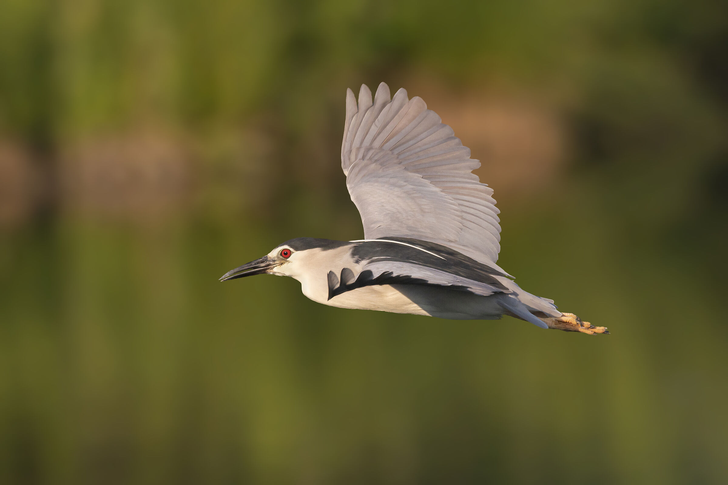 Nitticora with morning light