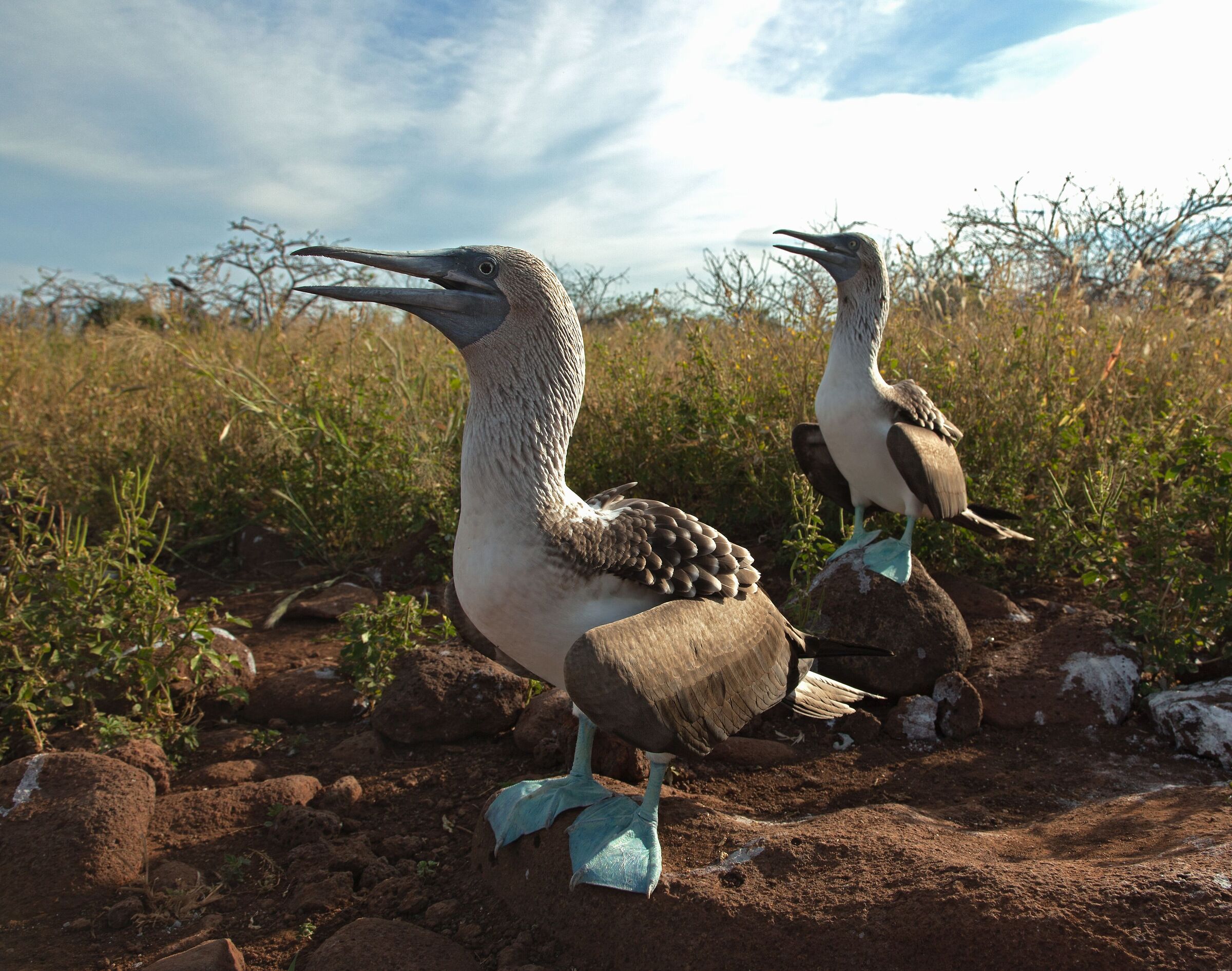 Blue-footed sule
