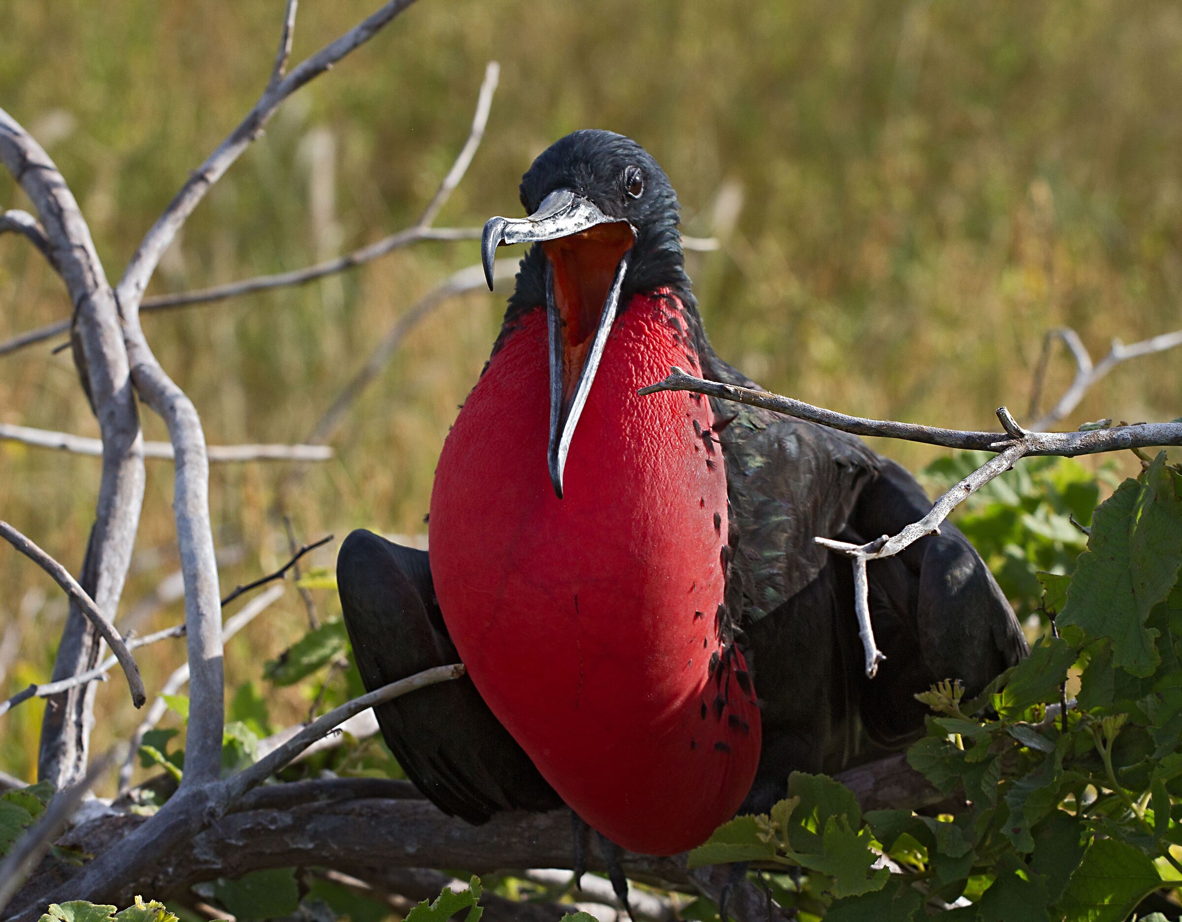 Frigate male in courtship