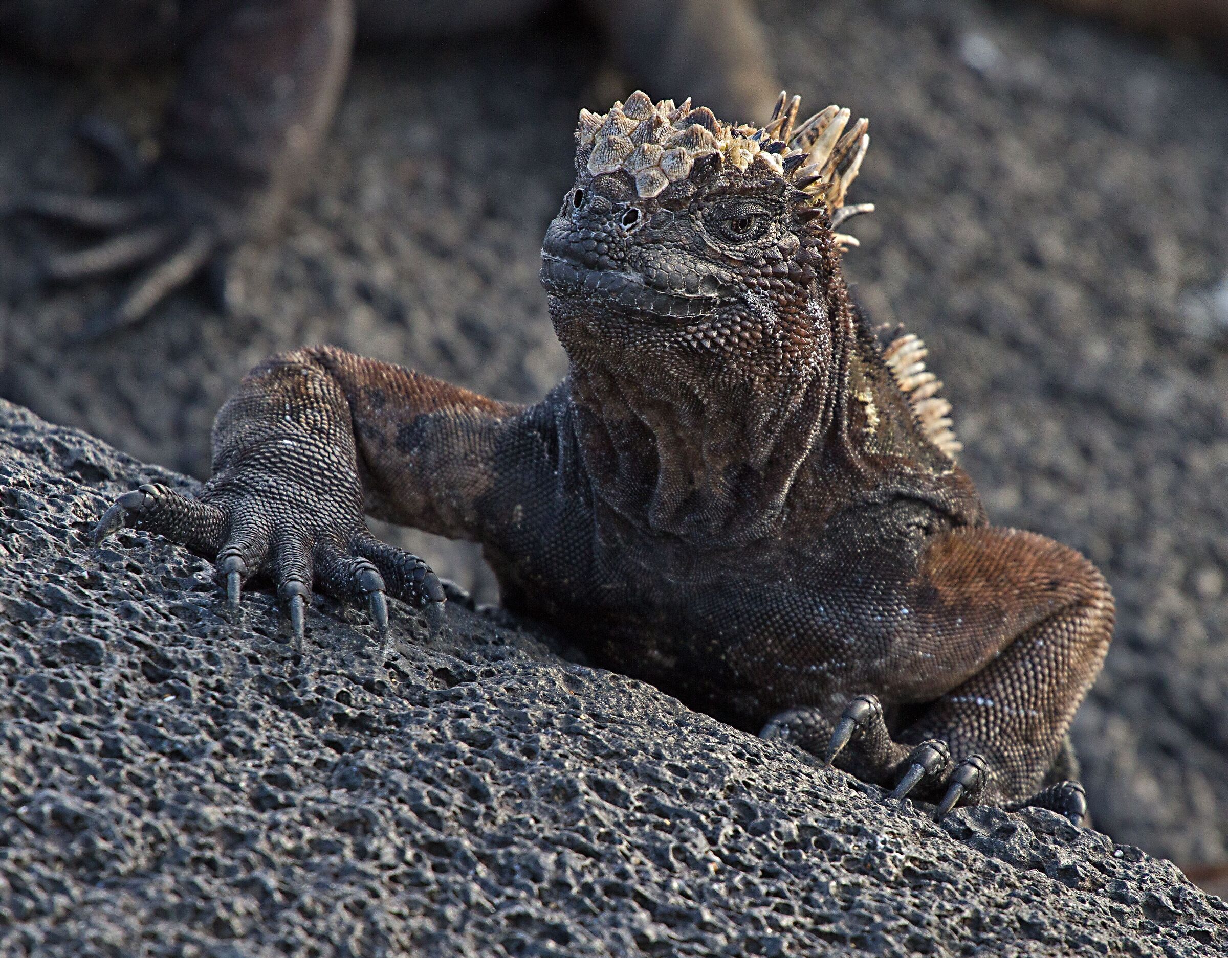 Marine Iguana