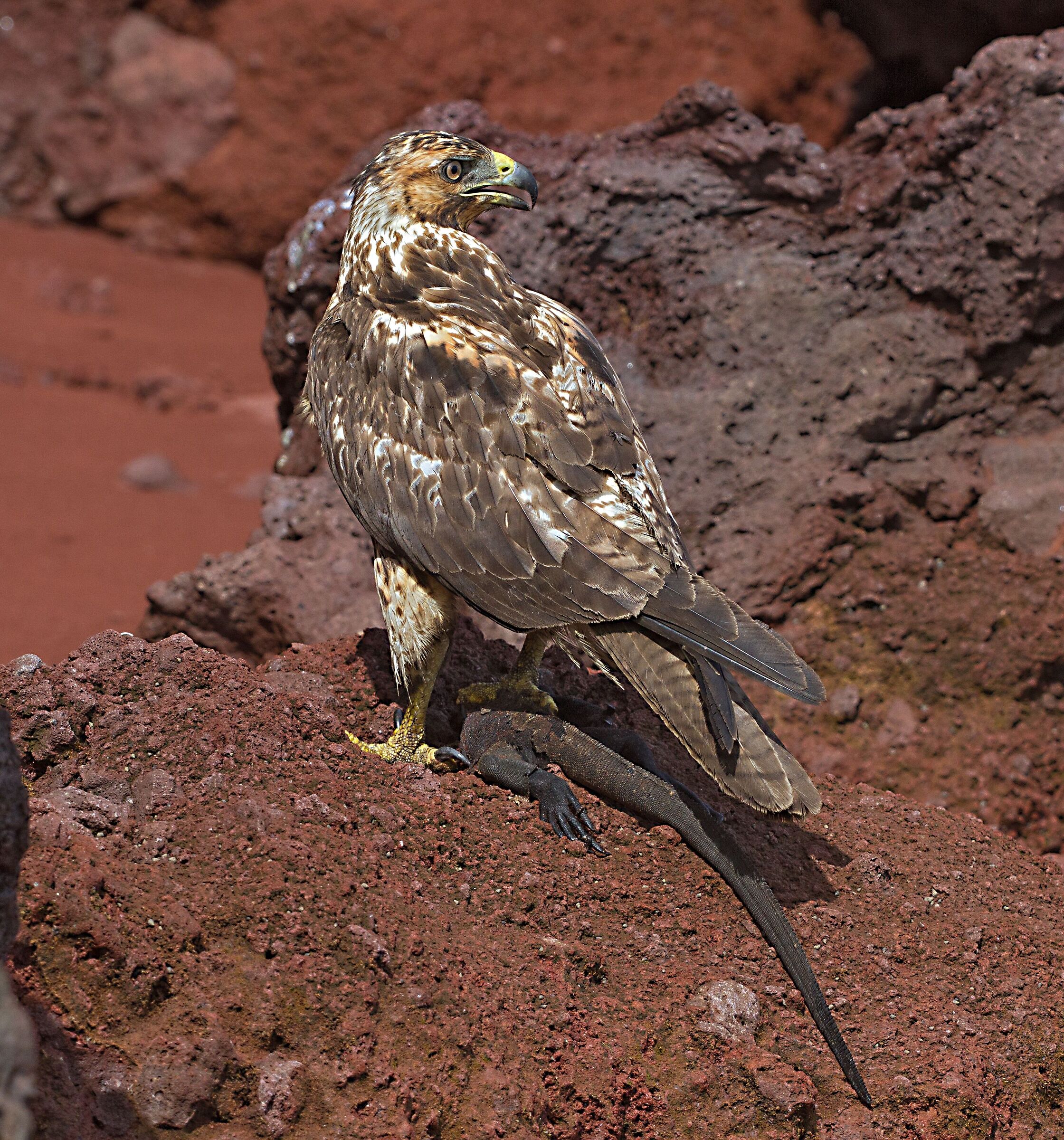 Buzzard with freshly preyed marine Iguana