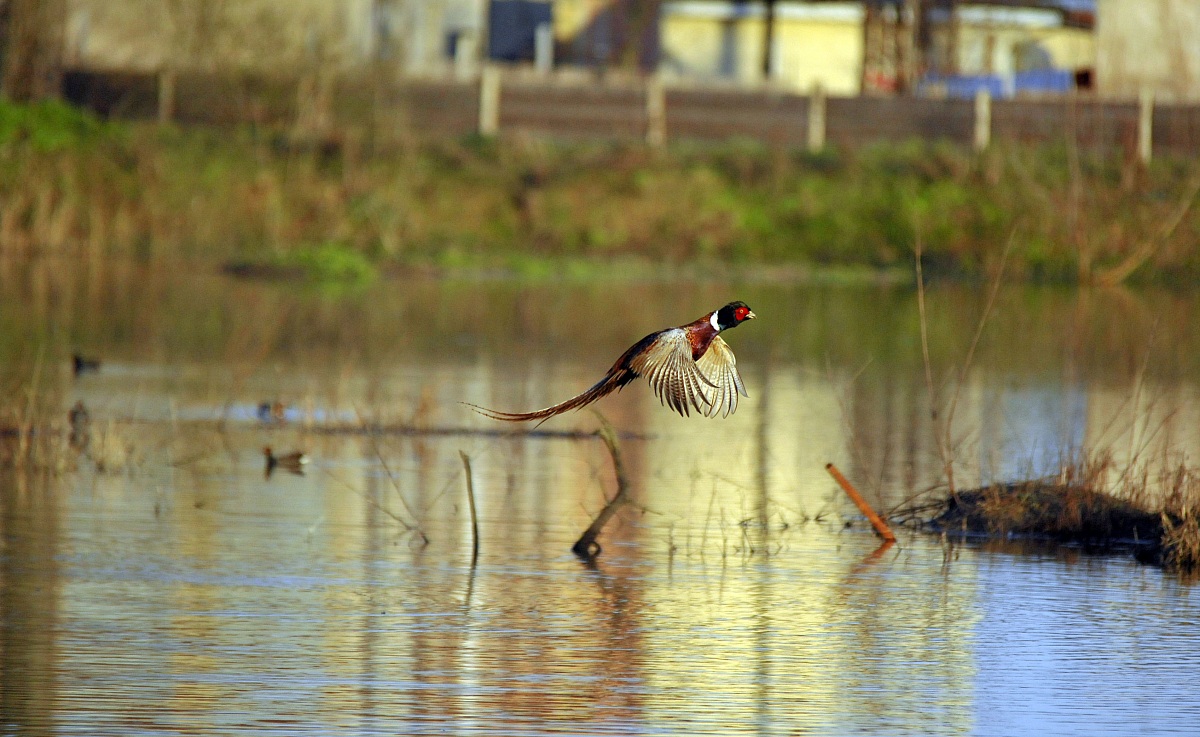 Pheasant in flight