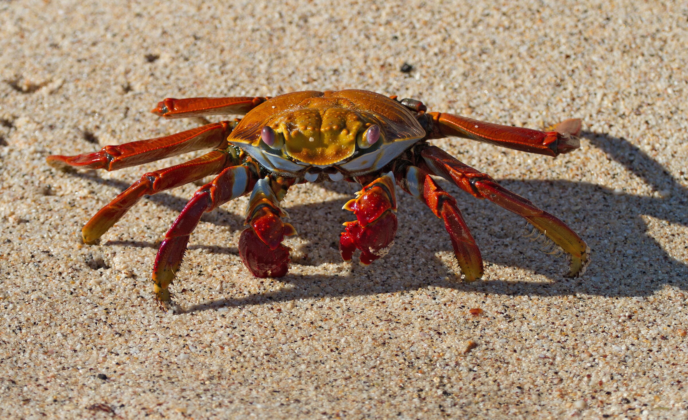 crab