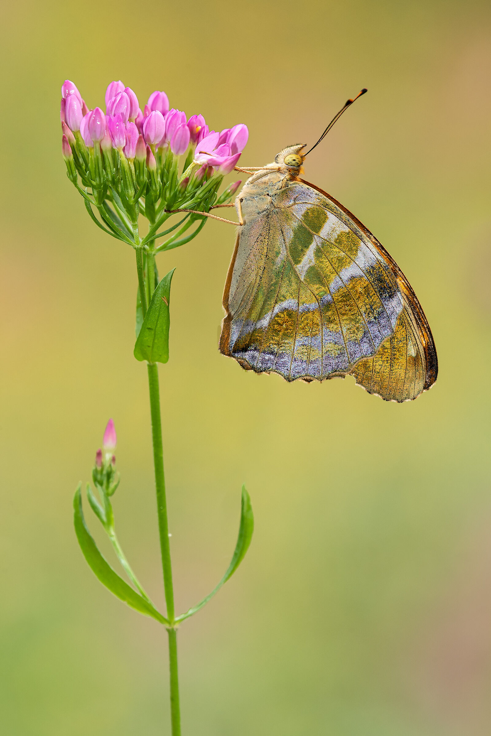 Argynnis paphia