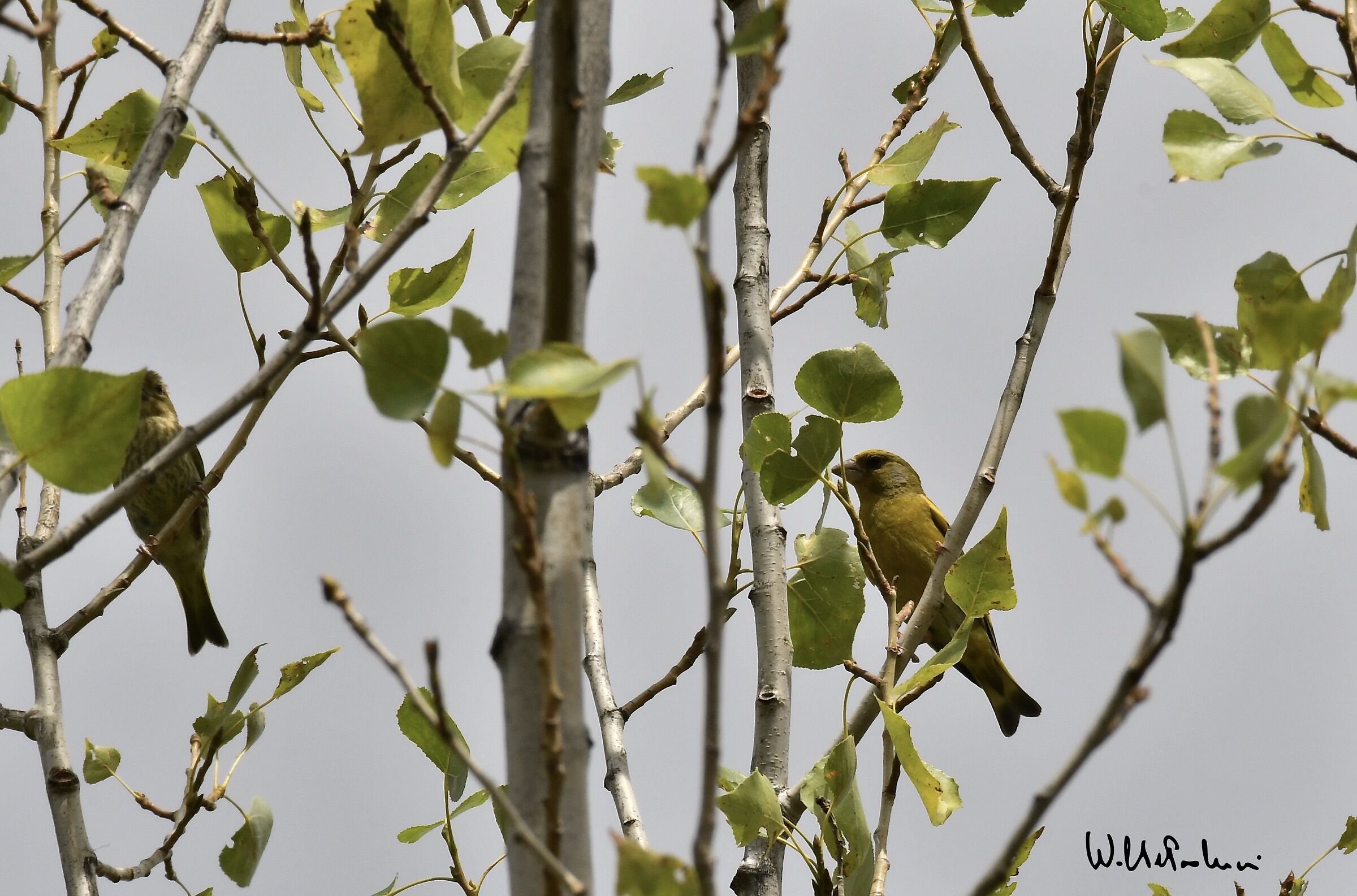 Young greenfinch with adult greenfinch