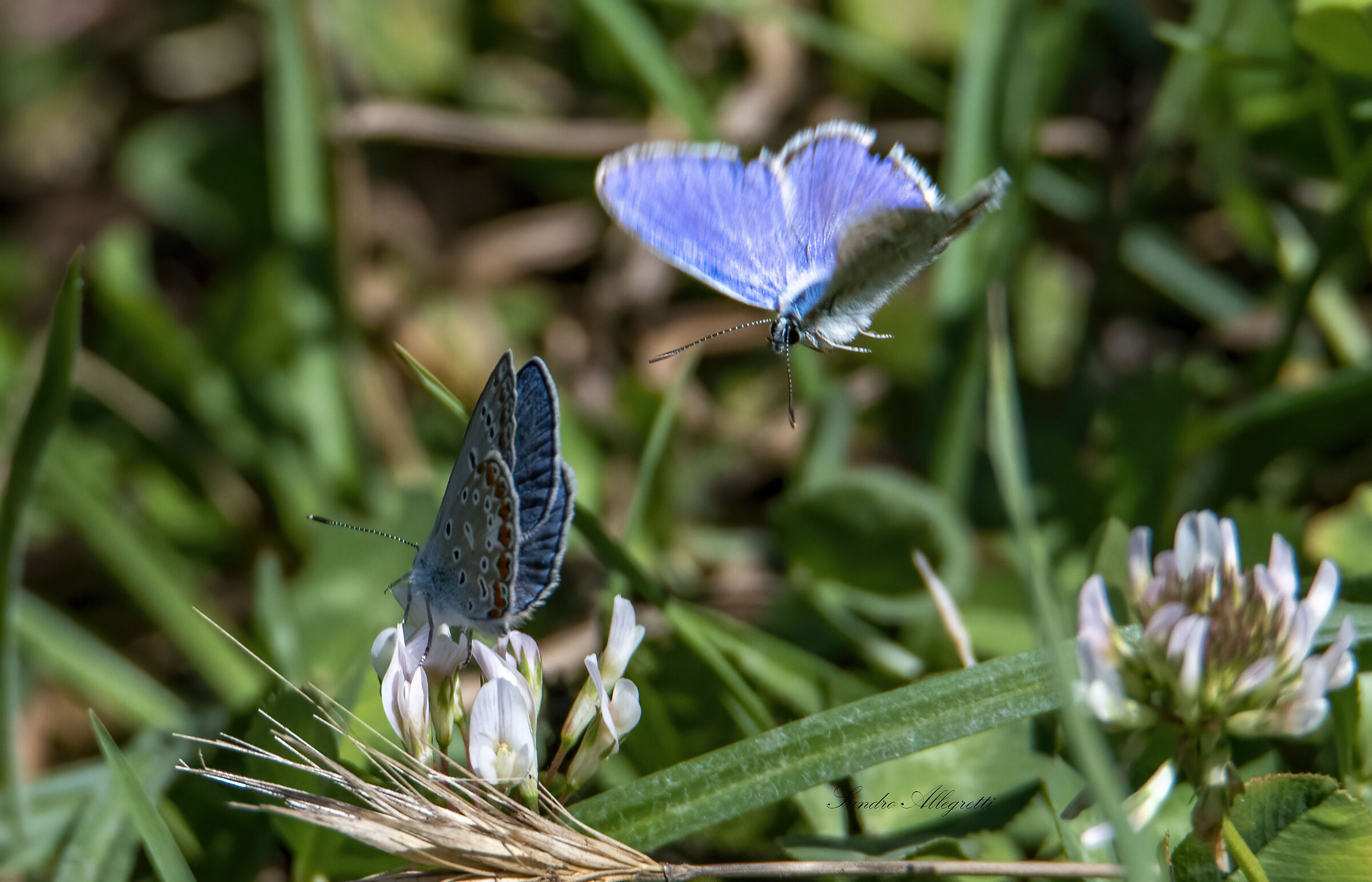 The icarus or blue argon (Polyommatus icarus)