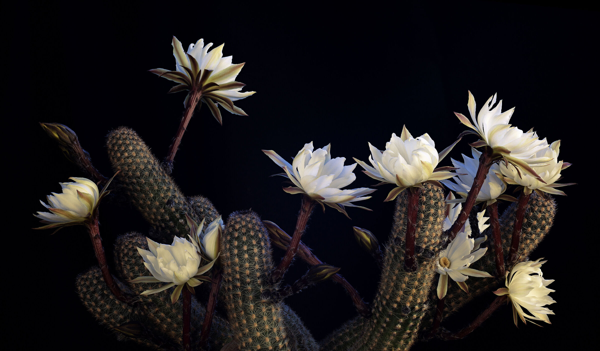 Pygmaeocereus bylesianus forma Matarani, Arequipa, Per&ugrav...