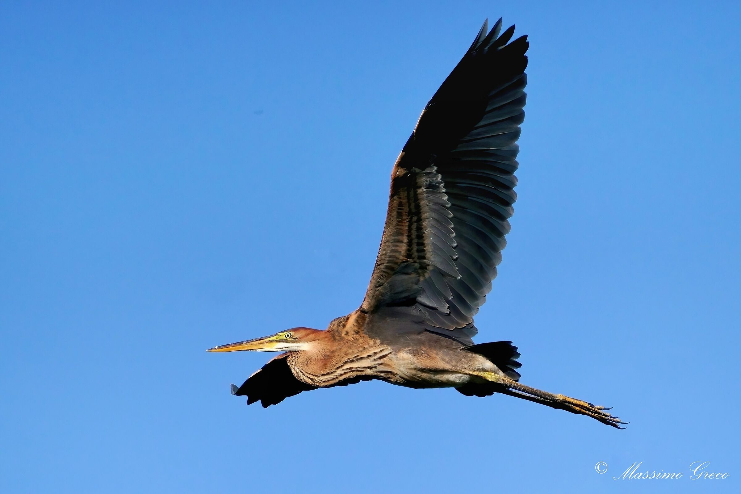Airone rosso (Ardea purpurea)