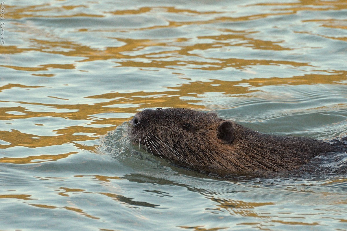 Nutria