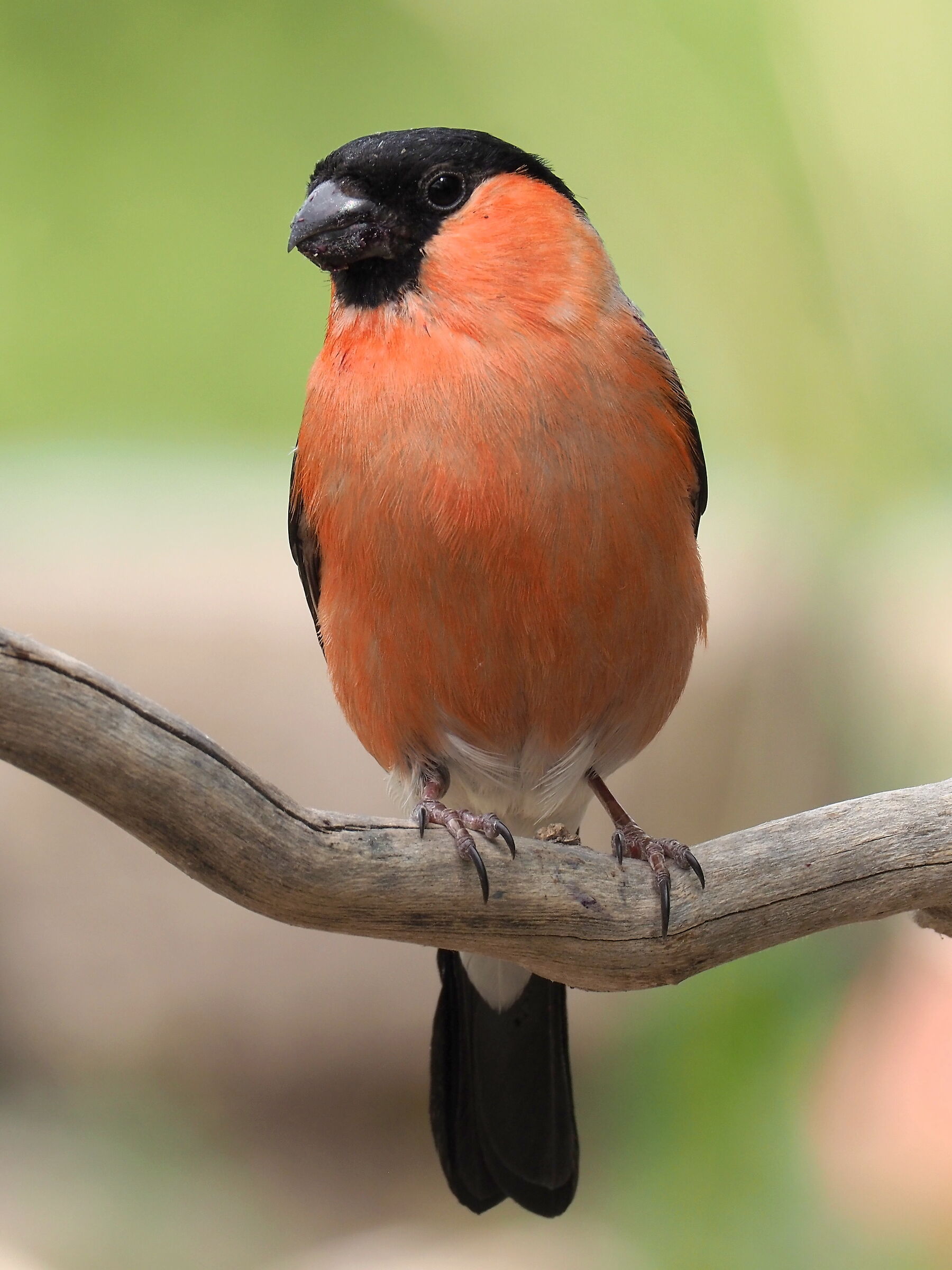 Eurasian bullfinch