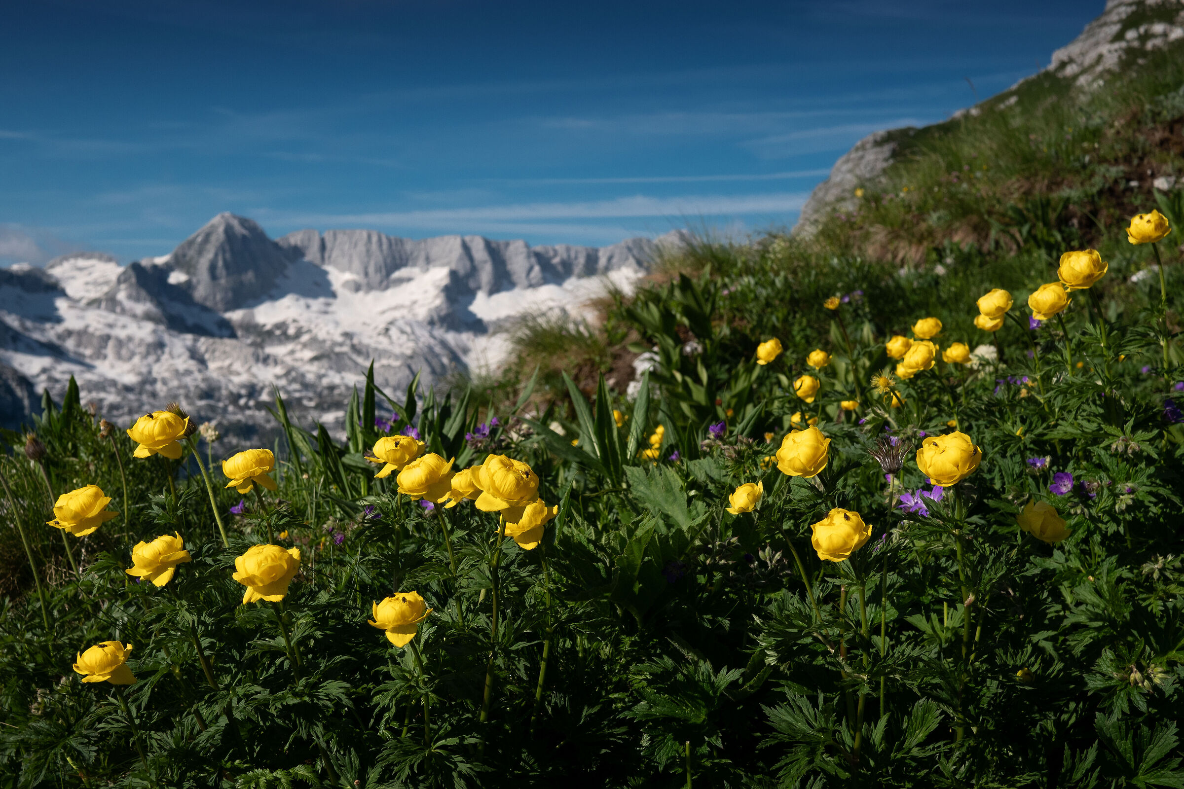Botton d'oro [Trollius europaeus] - Alpi Giulie