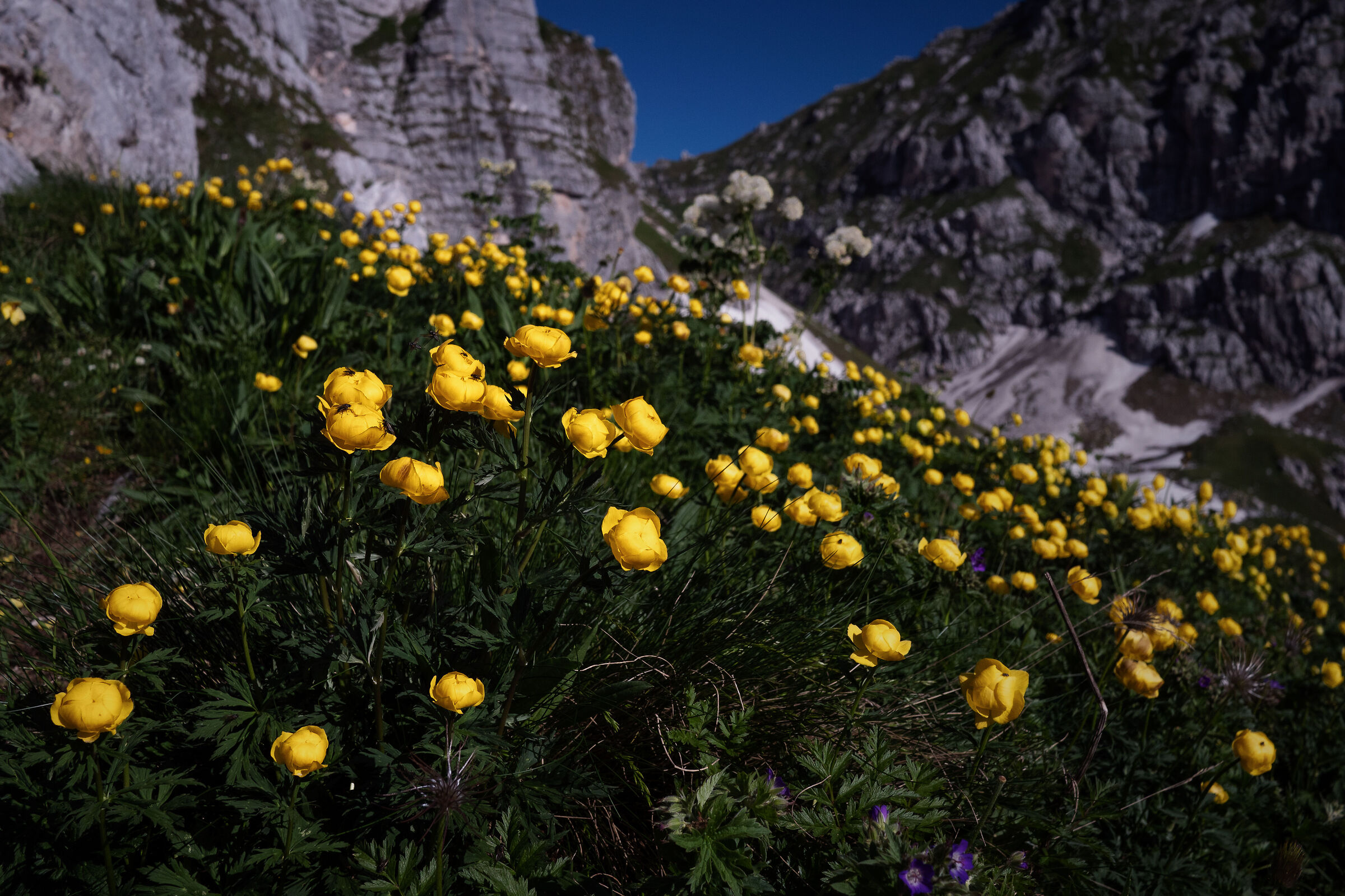 Golden button [Trollius europaeus]#2 - Julian Alps