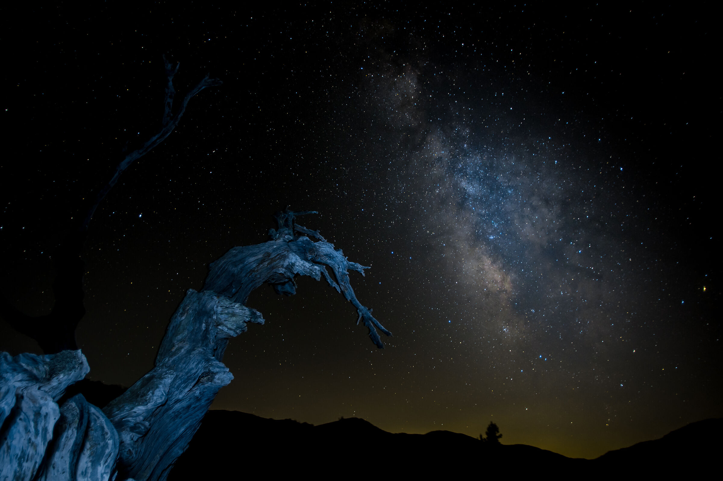 Alberi fantasma illuminati dalla Via Lattea