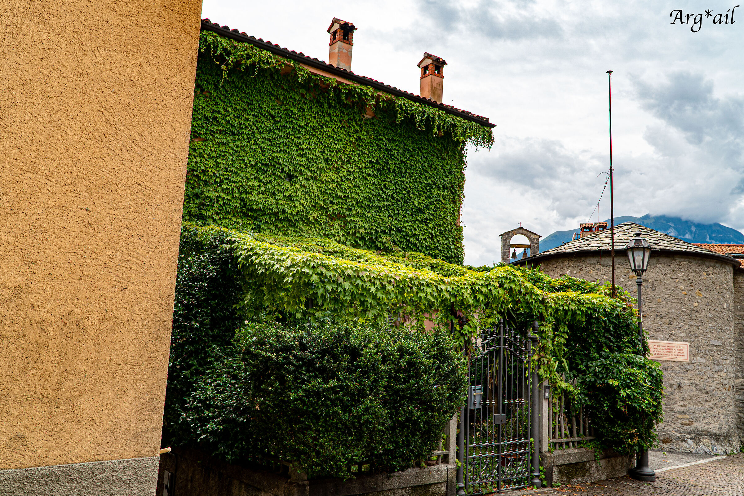 ivy