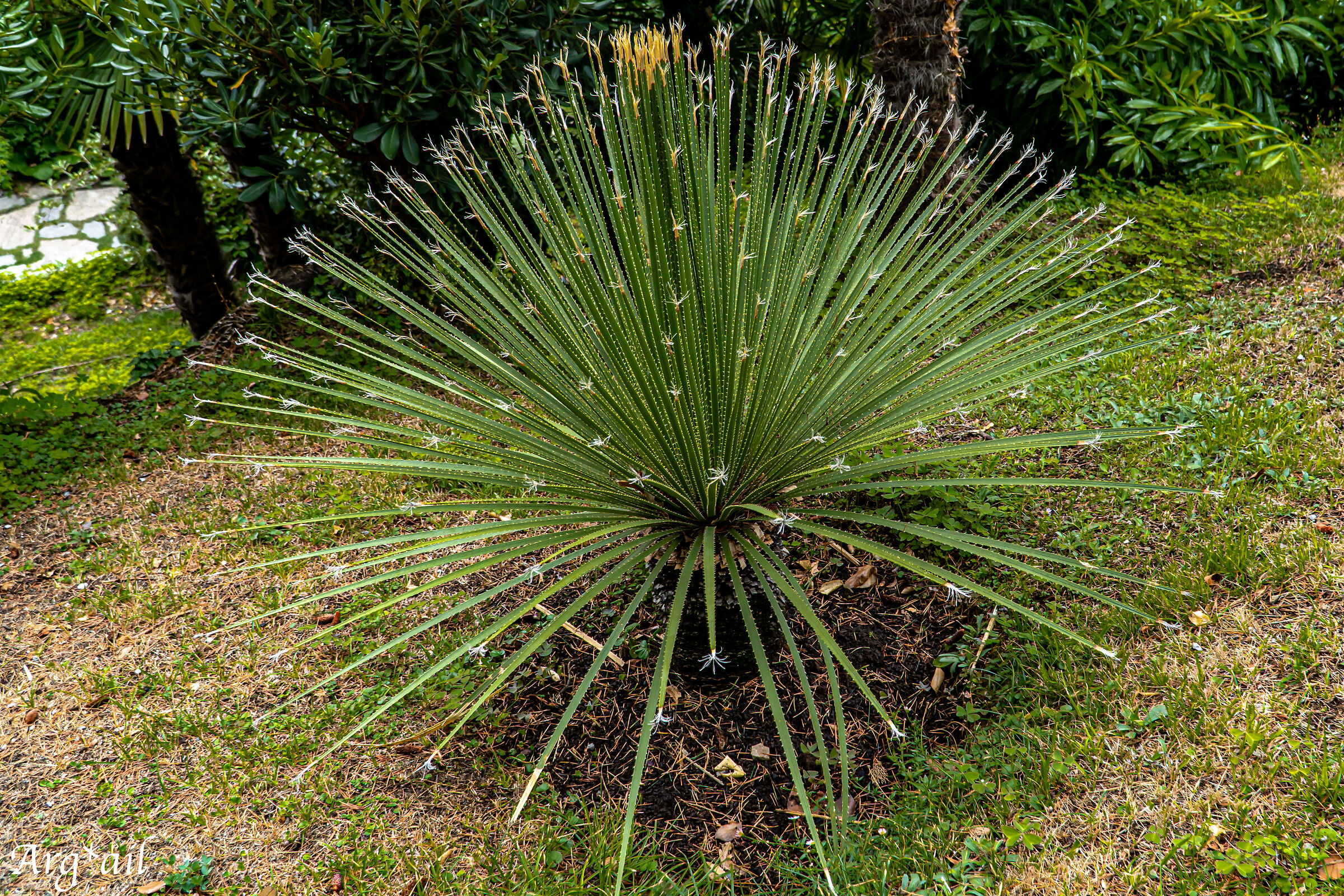 Botanical Garden Villa dei Monasteri