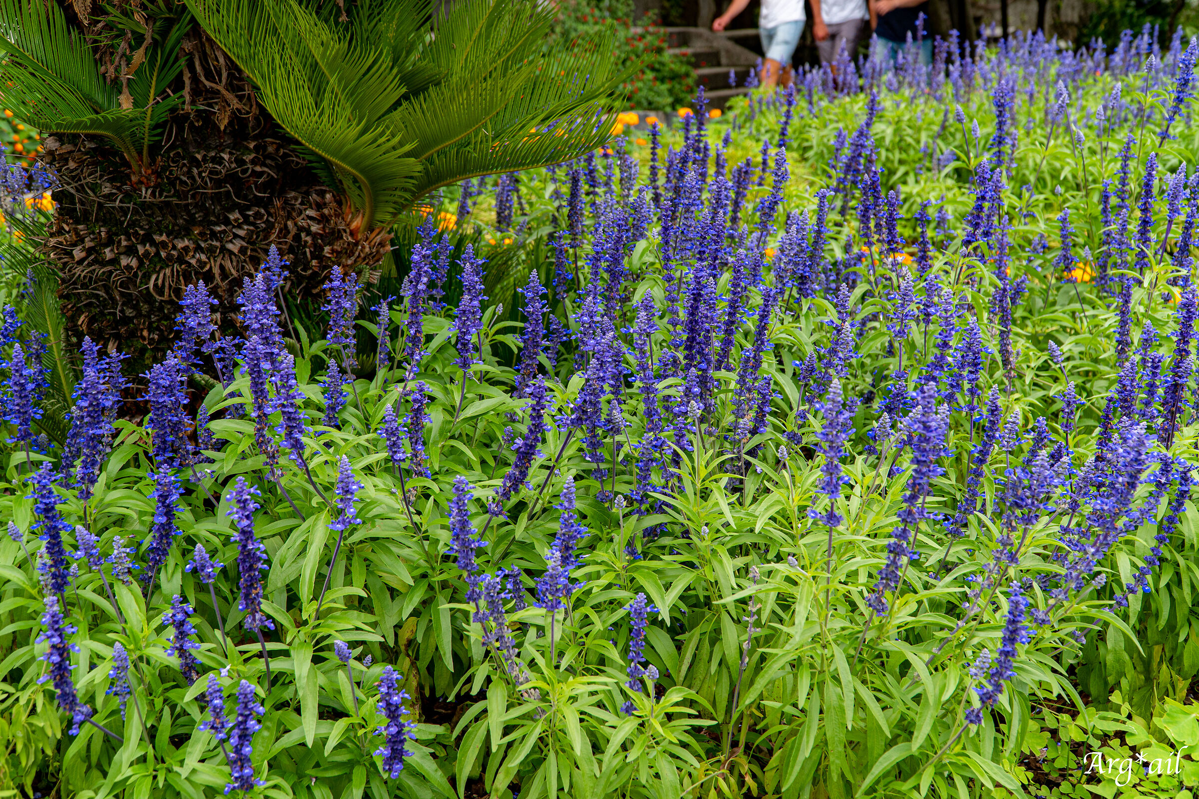 Botanical Garden Villa dei Monasteri