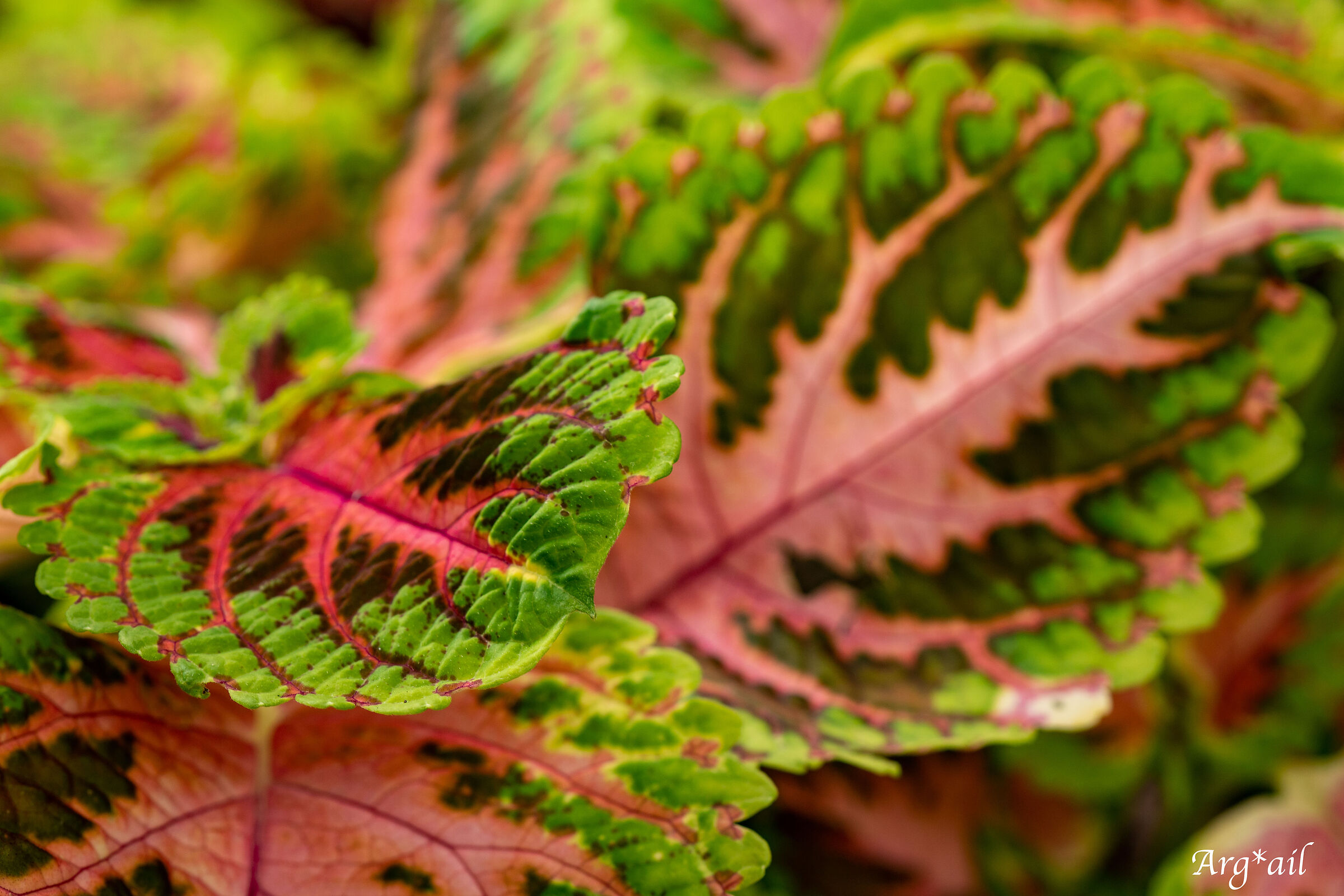 leaves detail