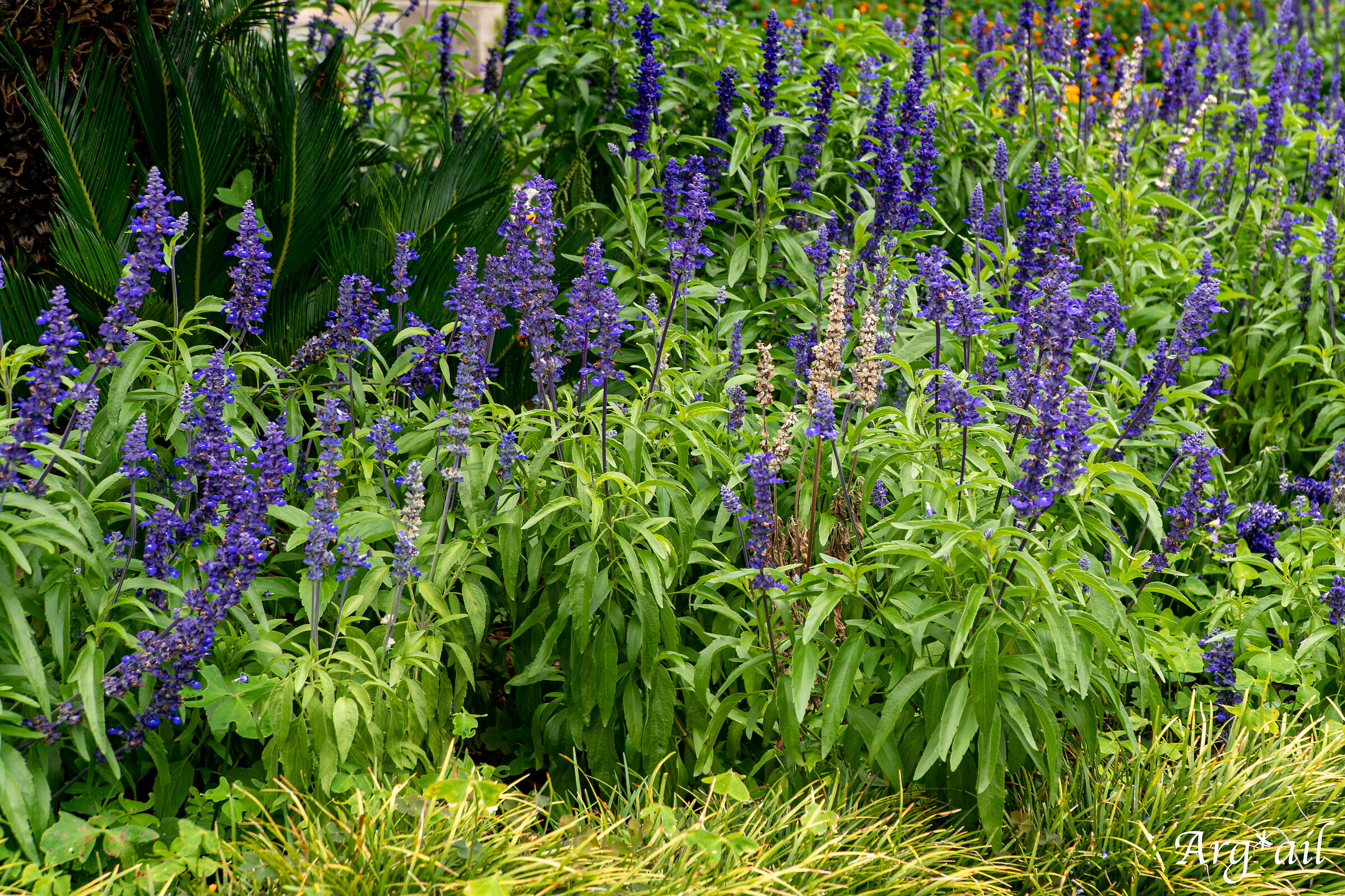 Flowers detail