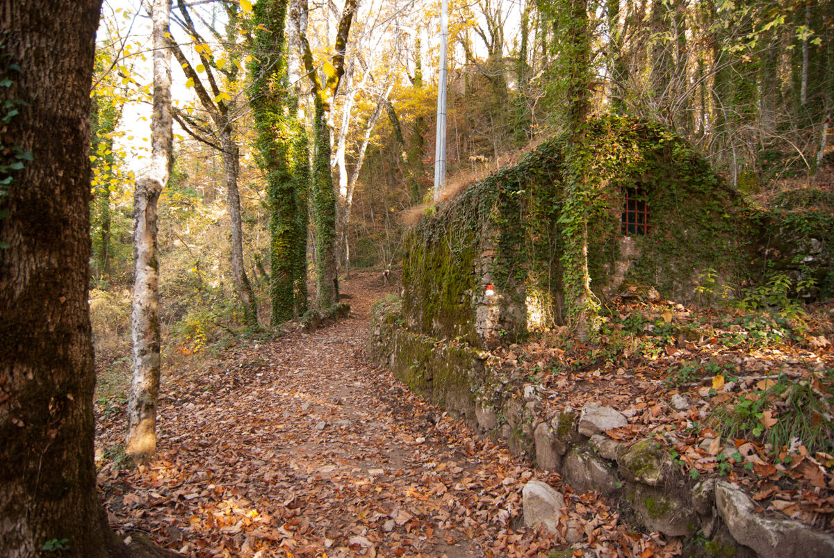 casetta tra gli alberi