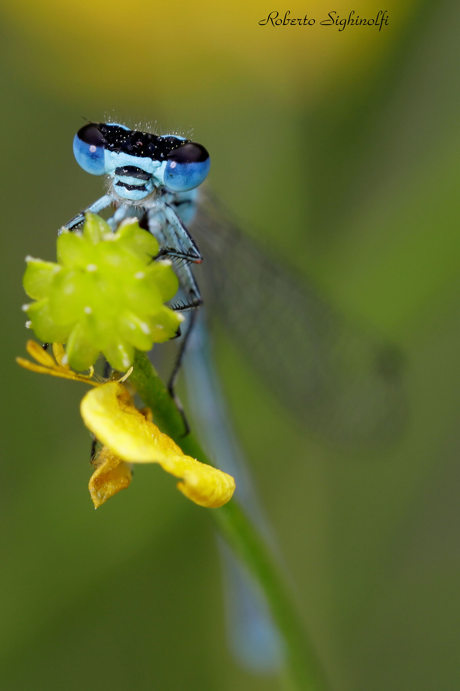 Close-up on bud
